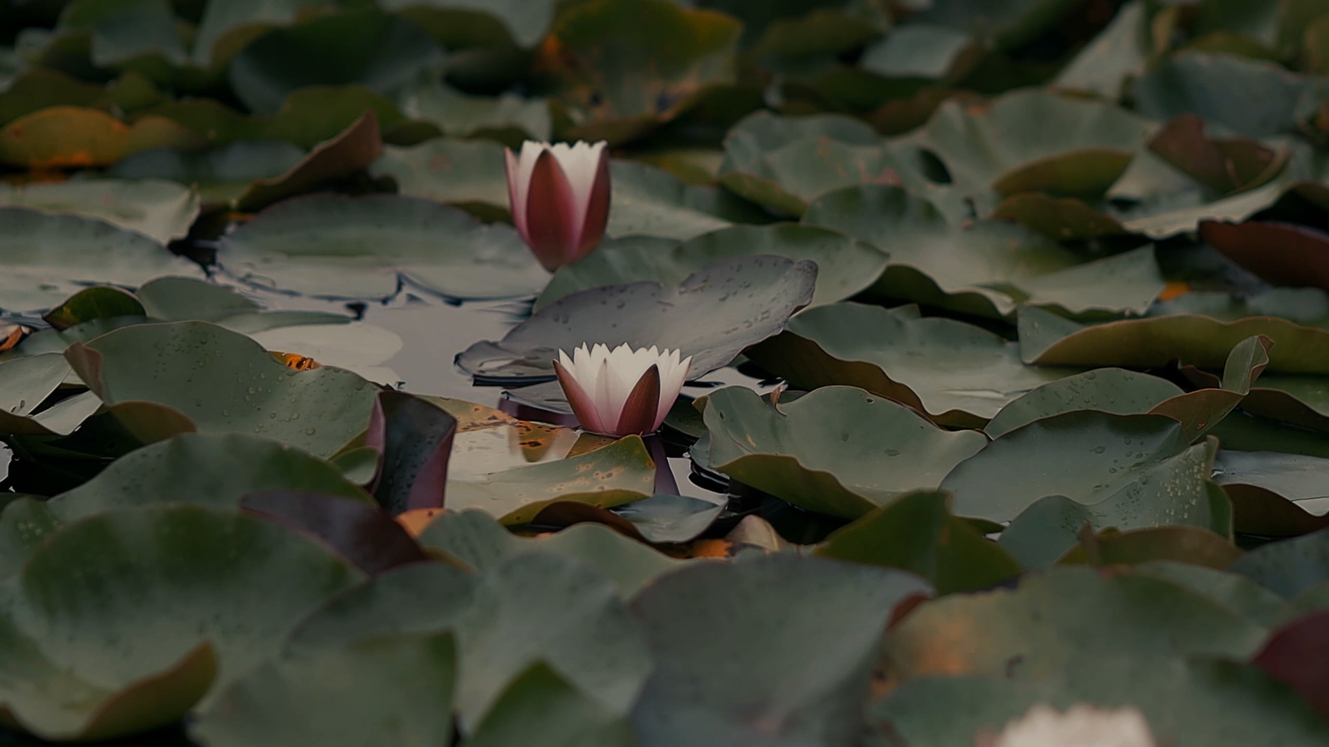 Anastasia & Johahn. Khanoff production