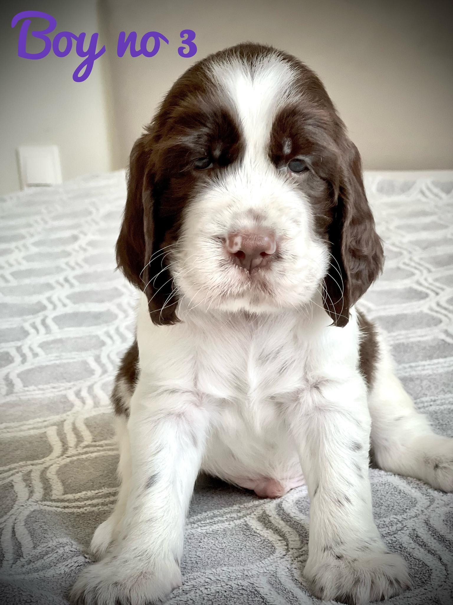 English Springer Spaniel male show movement