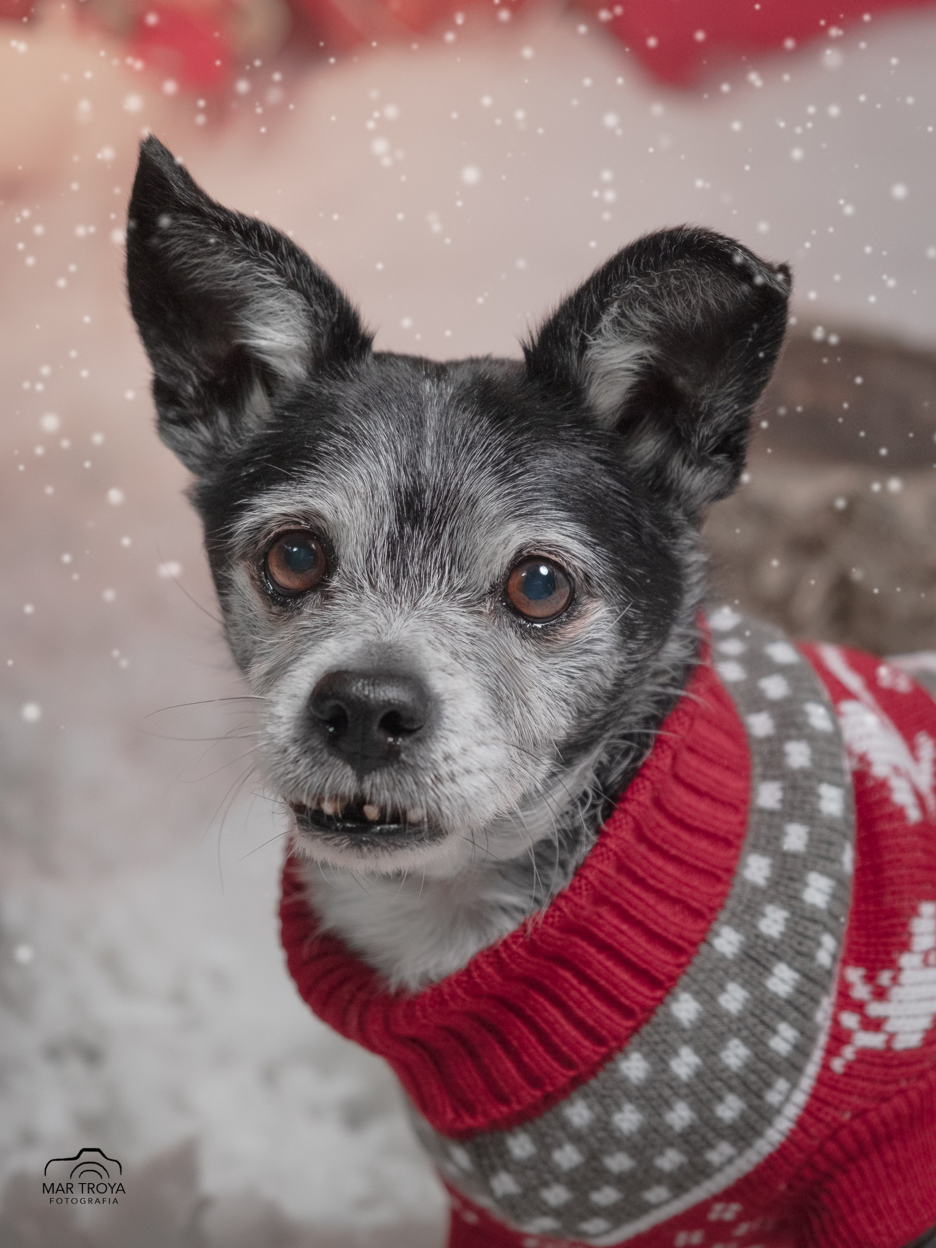 Navidad 2025. Fotos con huella, fotografía de perros y mascotas en Sevilla