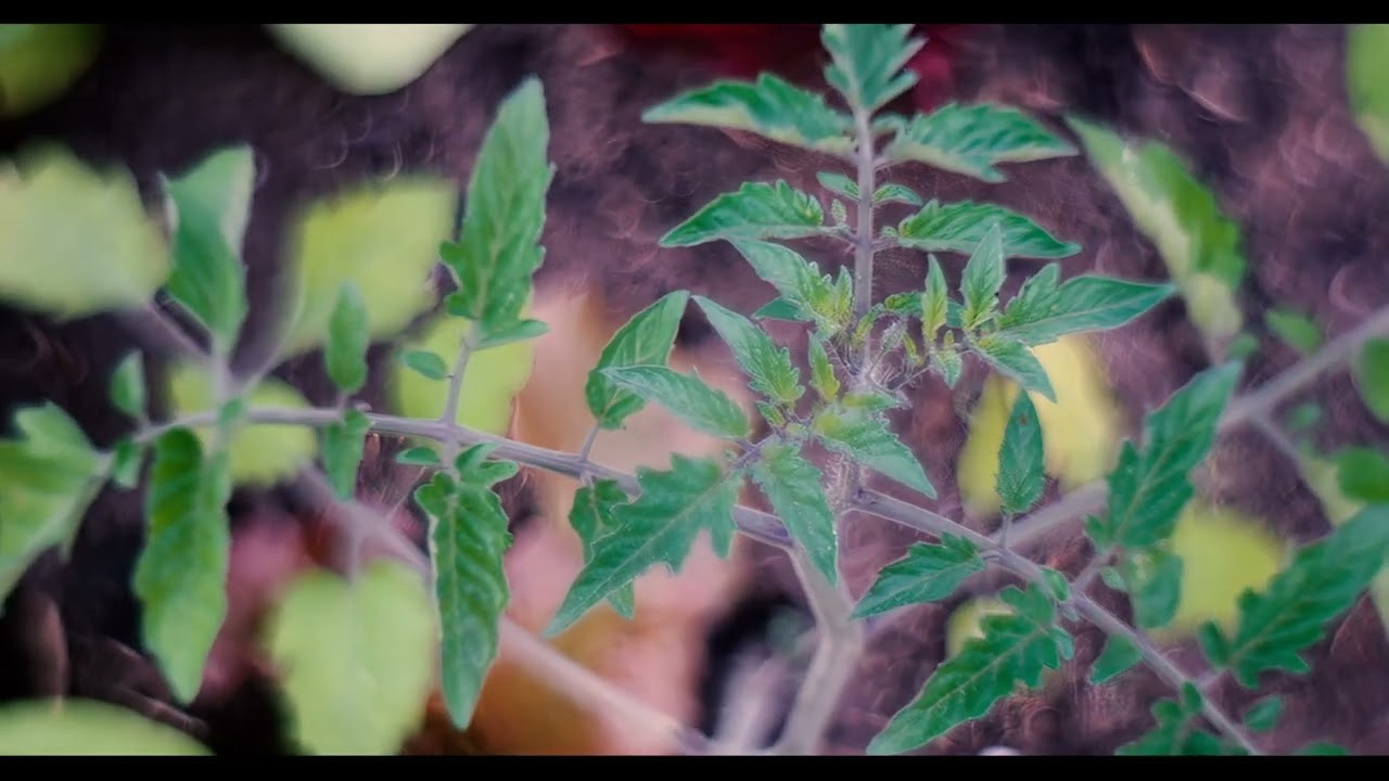 130mm Custom Petzval Modified Projection lens + Fuji GFX 100s. Emin Kuliyev — Award-Winning Wedding Photojournalist NYC & USA | Best Wedding Photographer Known for Candid, Timeless Moments