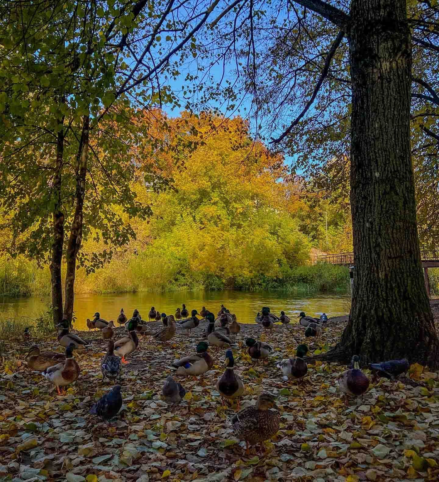 Best Autumn Photoshoot Locations in Vilnius: Top Spots to Capture the Fall Colors. Framed by Evelina | Destination Wedding Photographer from Lithuania | Europe