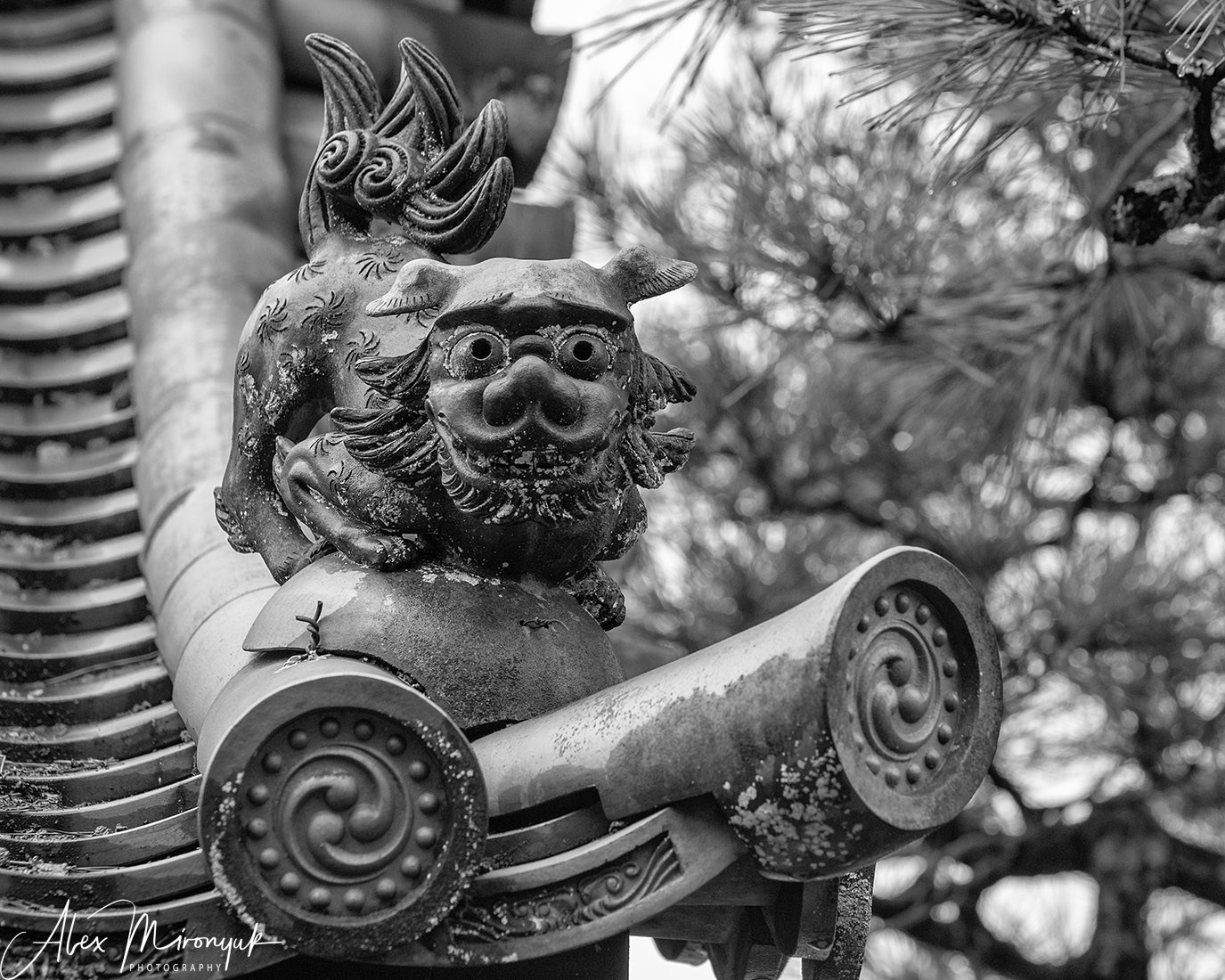 Hanami Season in Japan. Pet, Senior, Landscape, portrait studio, photographer in Miami and Sou