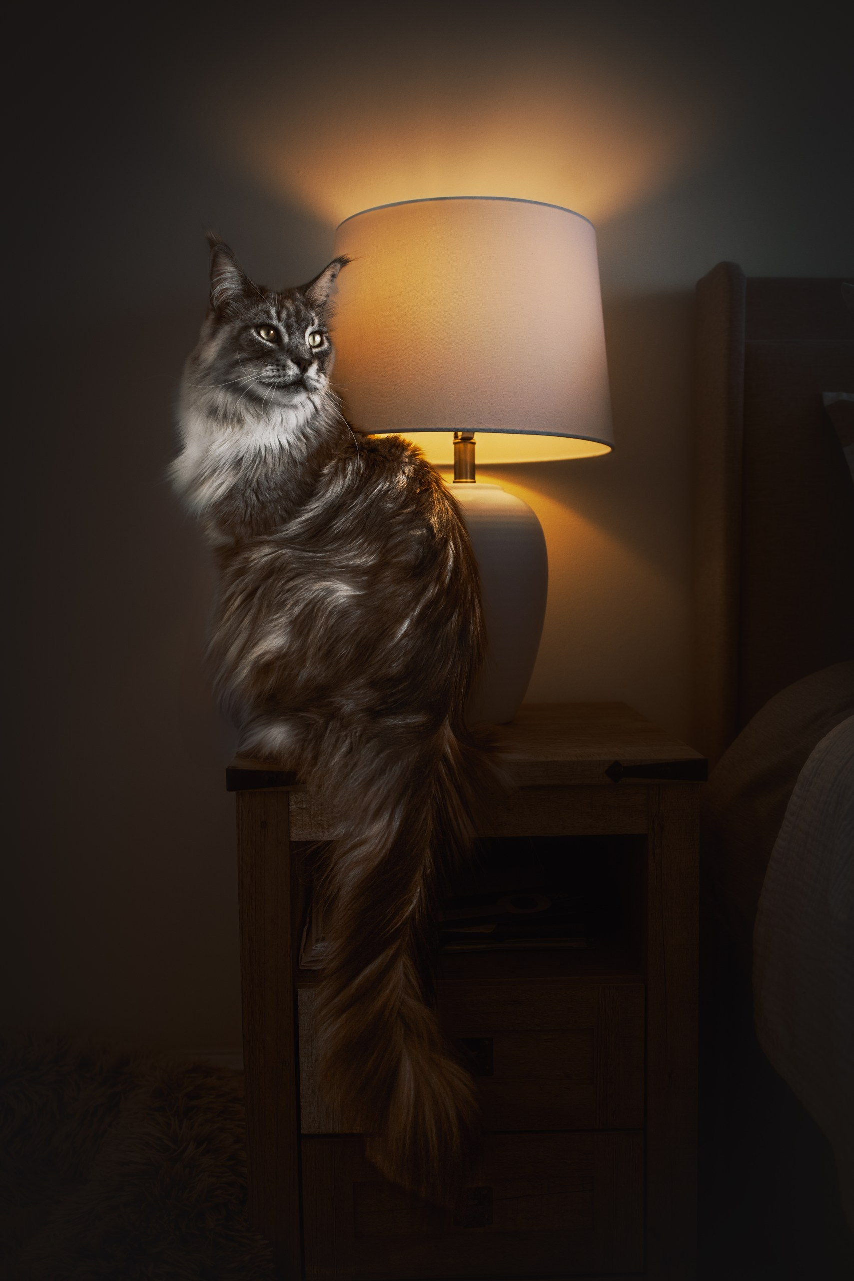 Pet Photographer Viktoriya Aleshenko