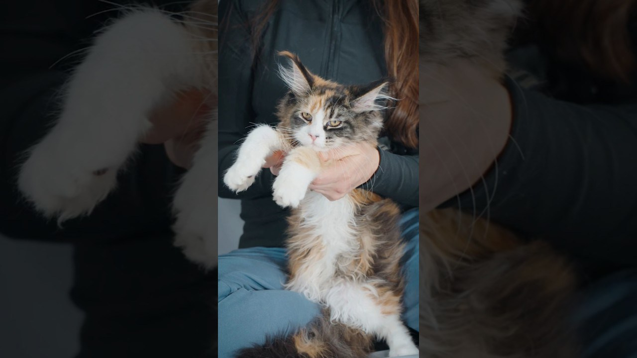 Senator Quennie. Senator Cat — Maine Coon cattery