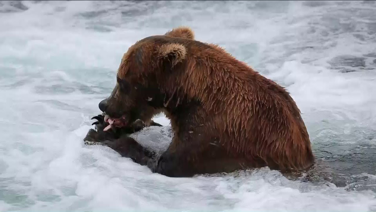 Alaska-2019. Alex Mironyuk Photography