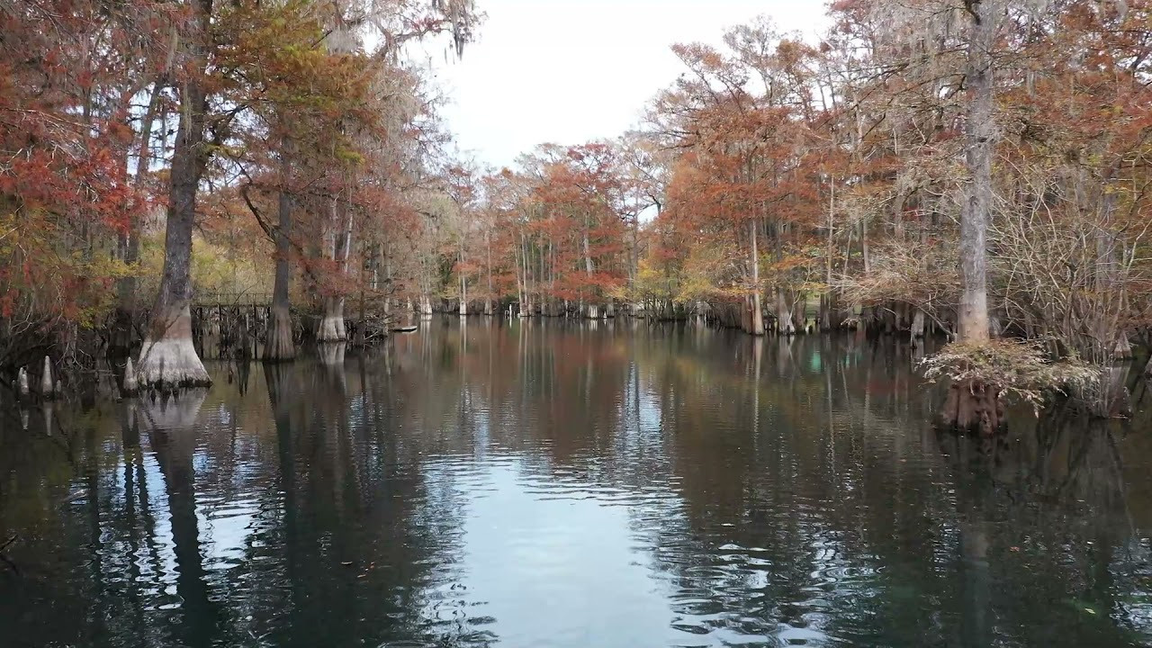 Cypresses, Springs, Birds and Alligators. Pet, Senior, Landscape, portrait studio, photographer in Miami and Sou