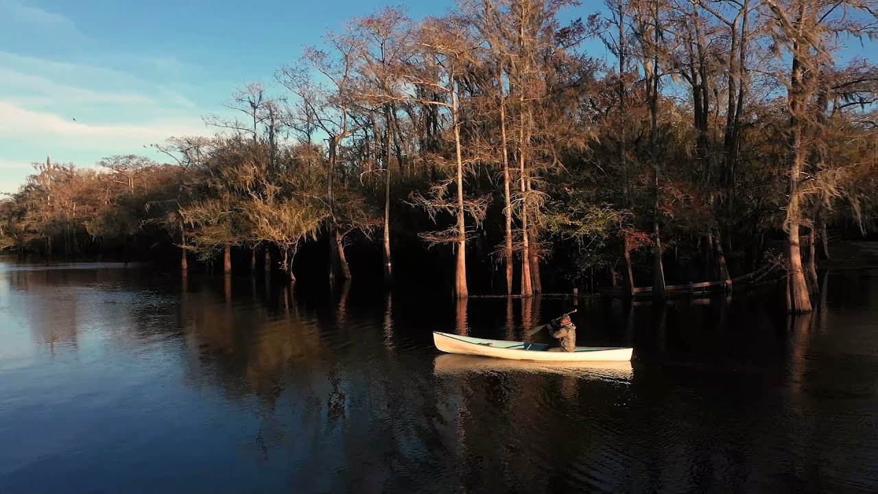 Cypresses, Springs, Birds and Alligators. Pet, Senior, Landscape, portrait studio, photographer in Miami and Sou