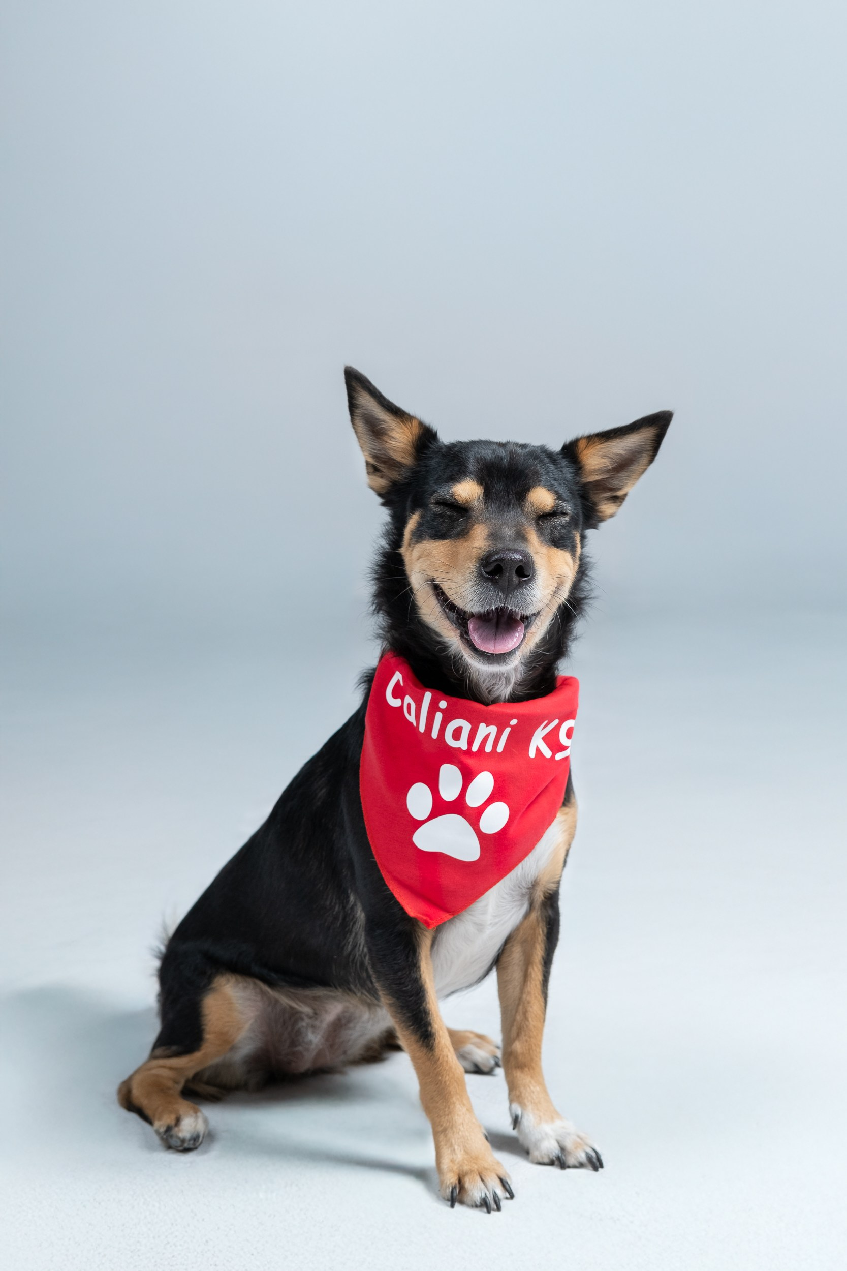 Sesión Corporativa Caliani K9. Fotos con huella, fotografía de perros y mascotas en Sevilla