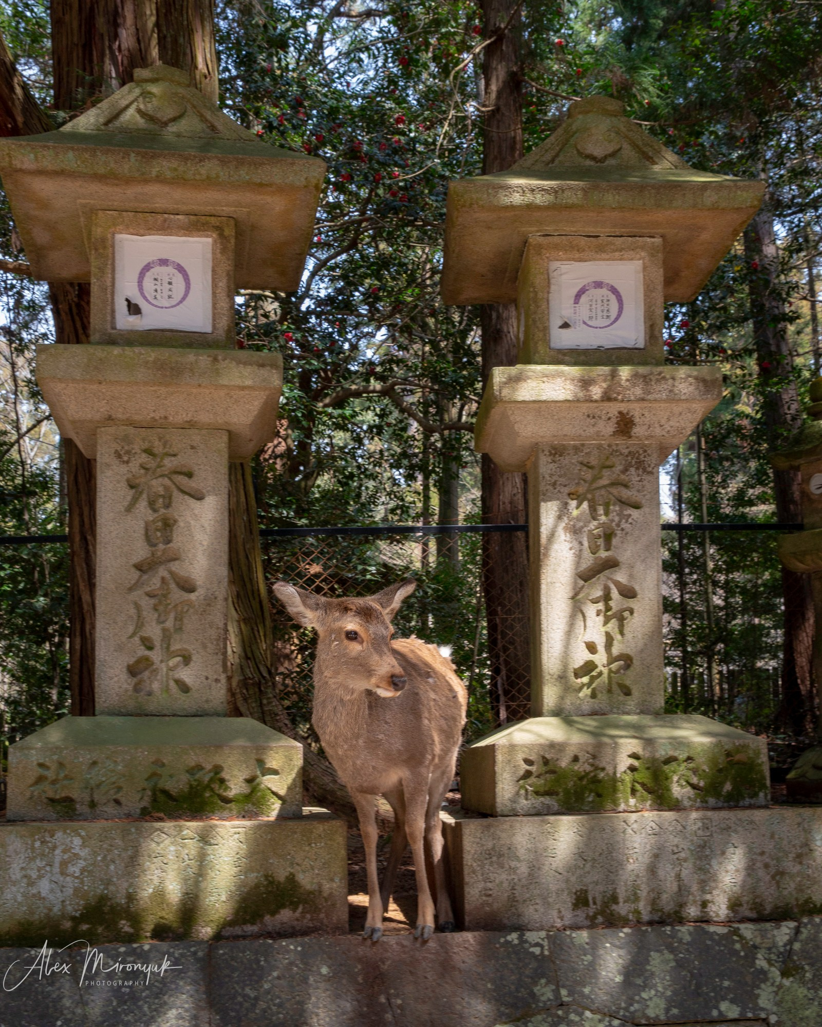 Hanami Season in Japan. Pet, Senior, Landscape, portrait studio, photographer in Miami and Sou