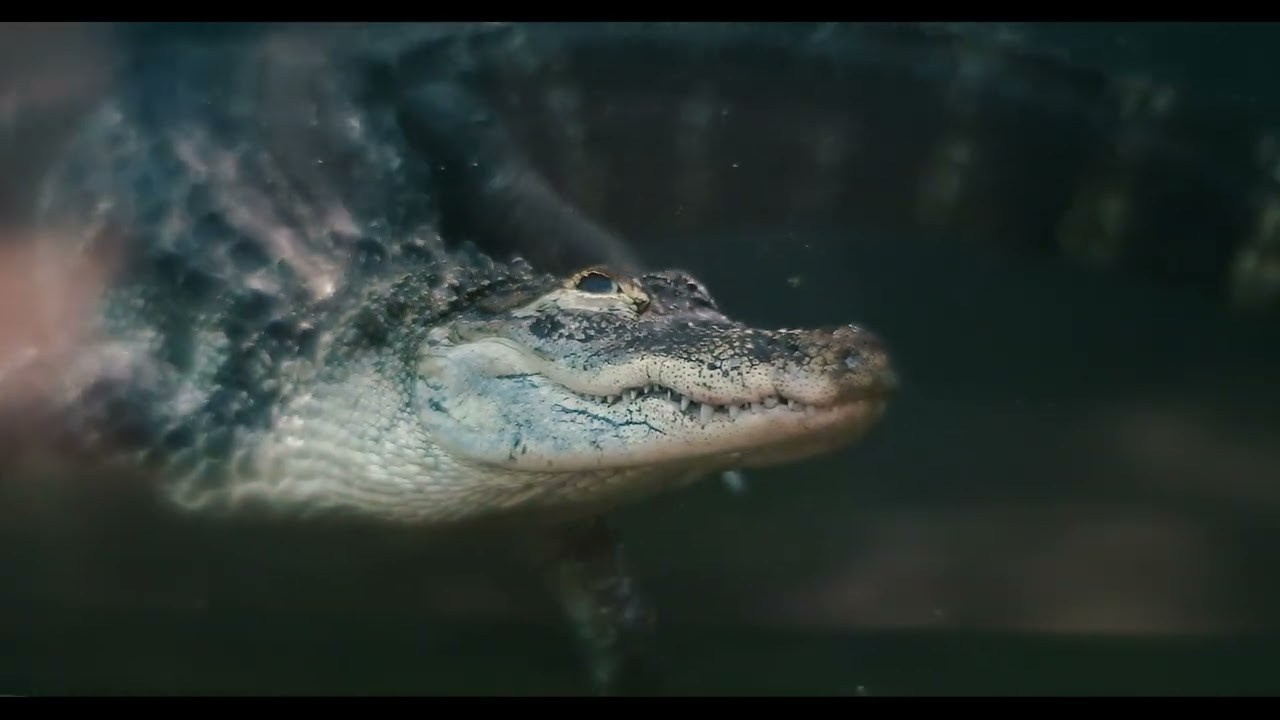 Custom Modified 130mm f/2.2 Projection Lens on Fuji GFX100S — One Year Handmade Build, Unique Bokeh & Medium Format Test. Emin Kuliyev — Award-Winning Wedding Photojournalist NYC & USA | Best Wedding Photographer Known for Candid, Timeless Moments