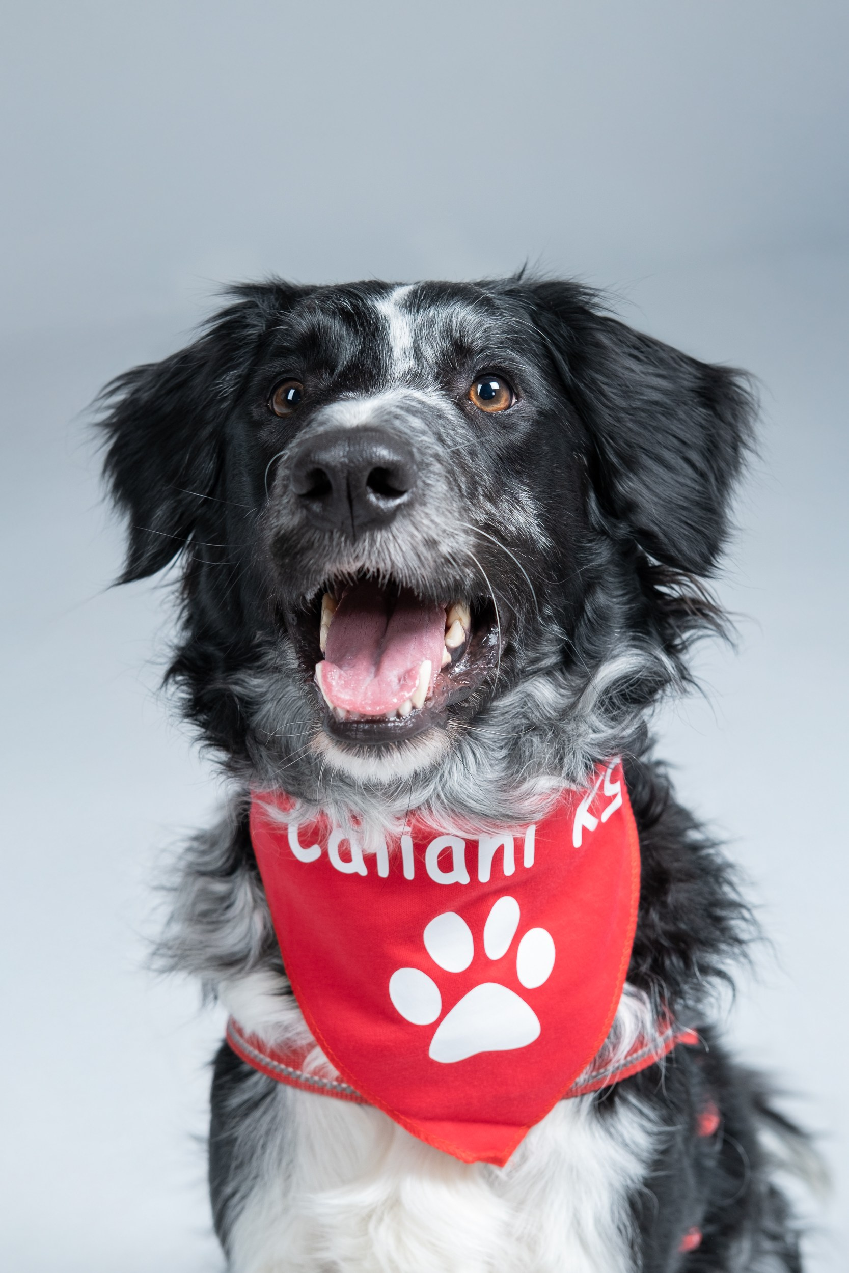 Sesión Corporativa Caliani K9. Fotos con huella, fotografía de perros y mascotas en Sevilla