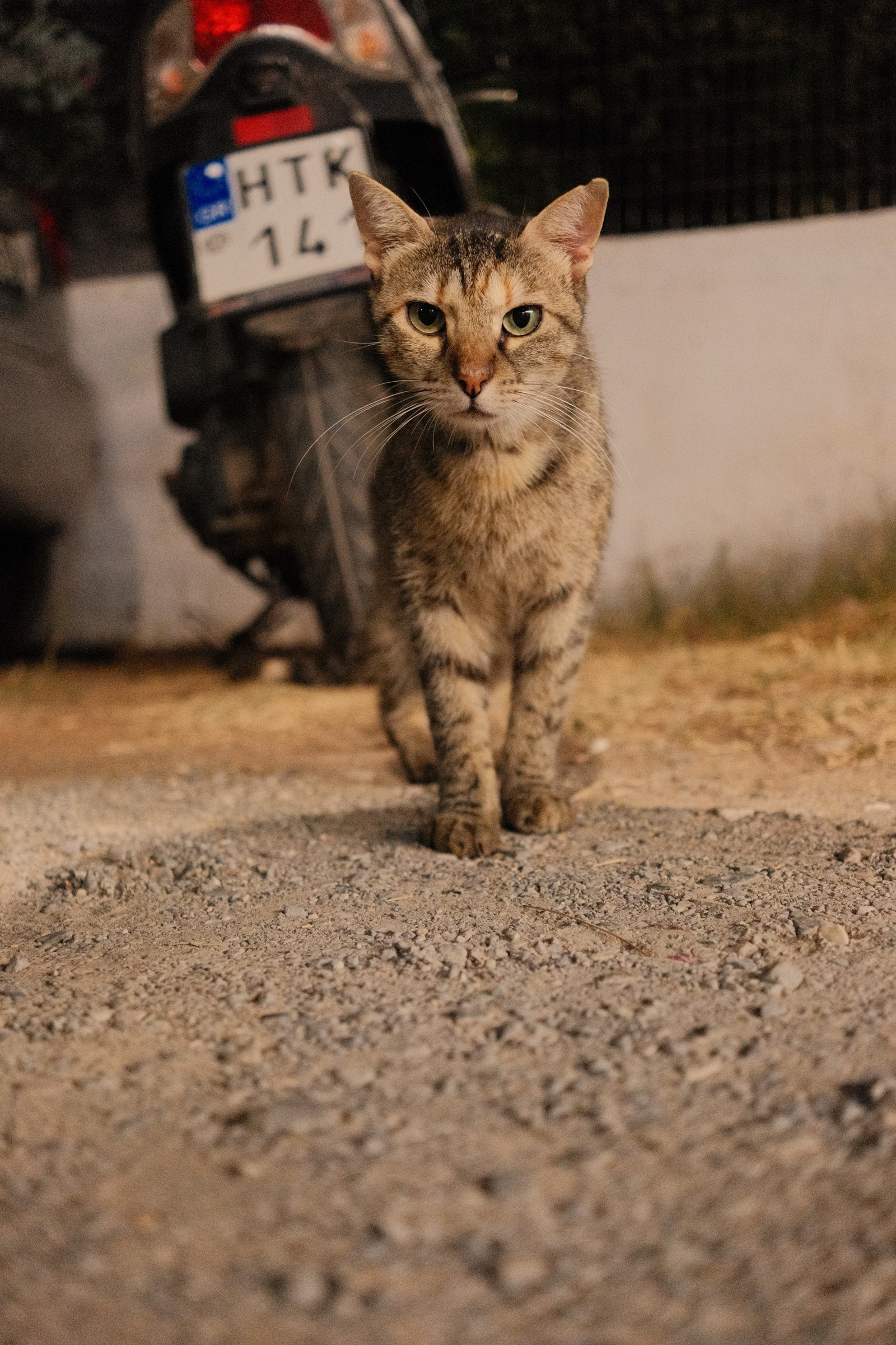 The Locals of Crete