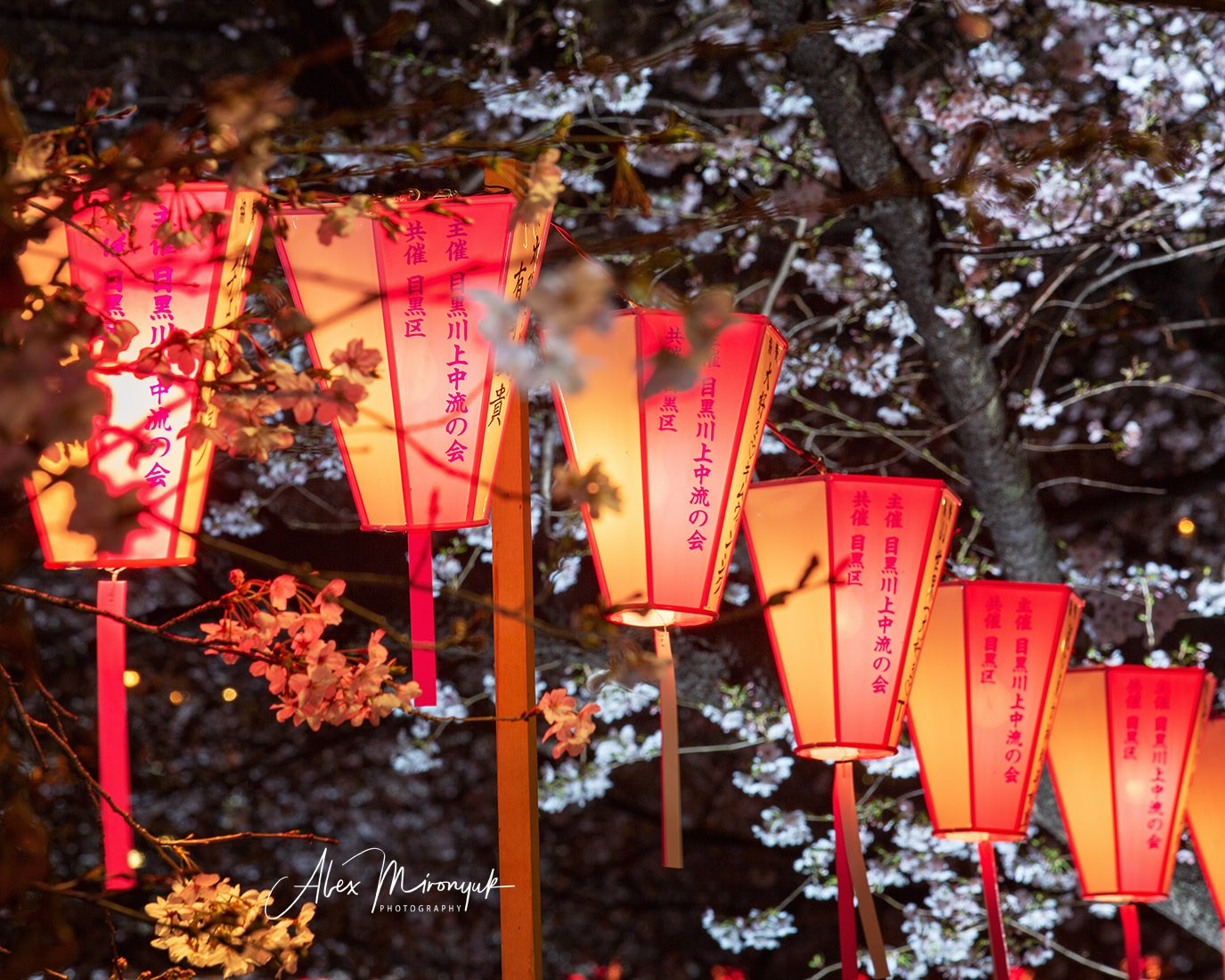 Hanami Season in Japan. Pet, Senior, Landscape, portrait studio, photographer in Miami and Sou