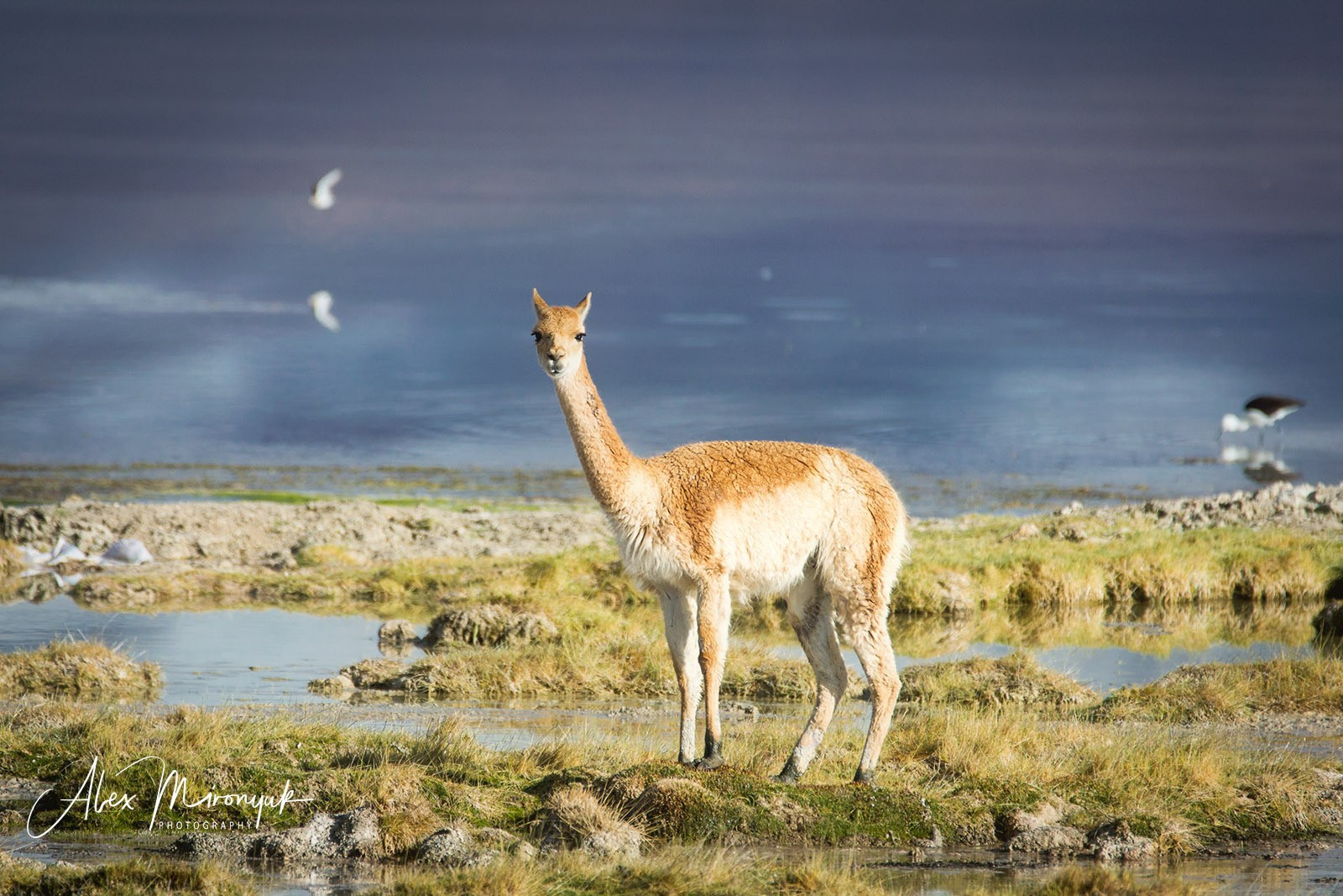 Bolivia Adventure — 2025. Pet, Senior, Landscape, portrait studio, photographer in Miami and Sou