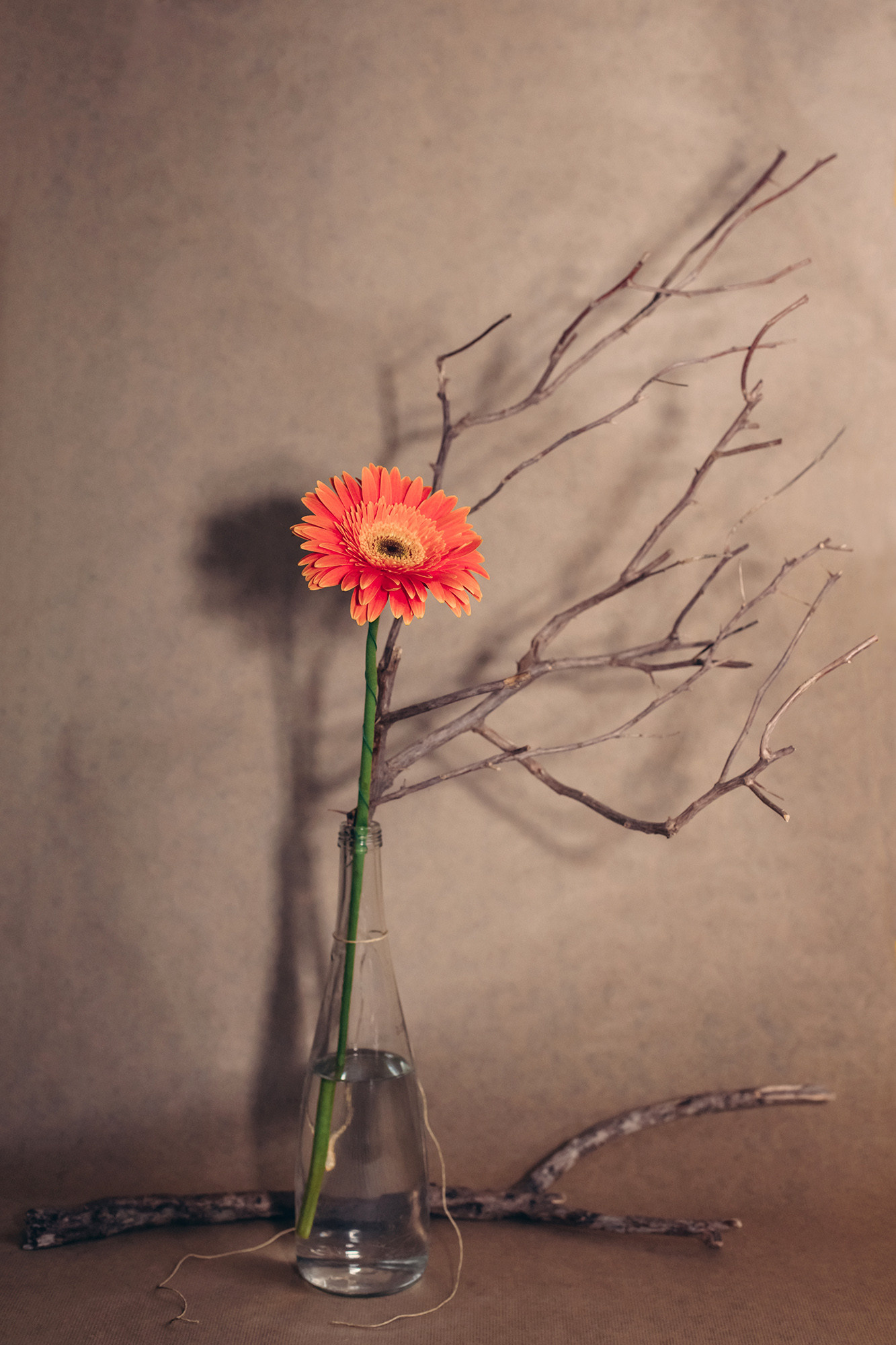 Direction. Lolly Shine. Contemporary digital artist