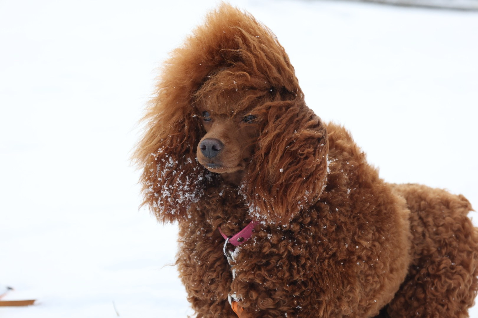 Angel Gift (Red Poodle) Kennel
