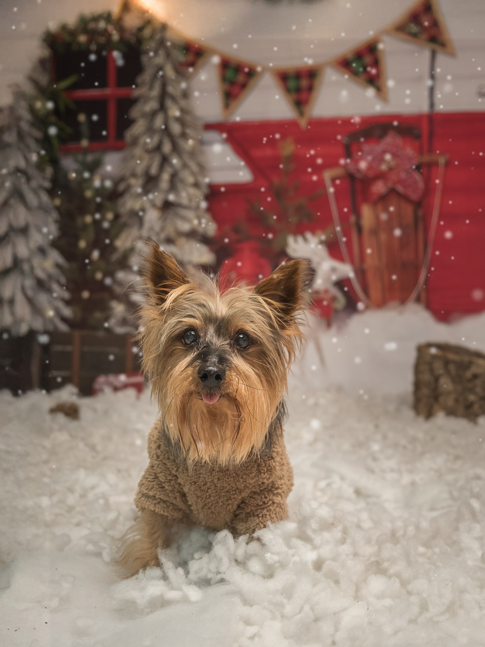 Navidad 2025. Fotos con huella, fotografía de perros y mascotas en Sevilla