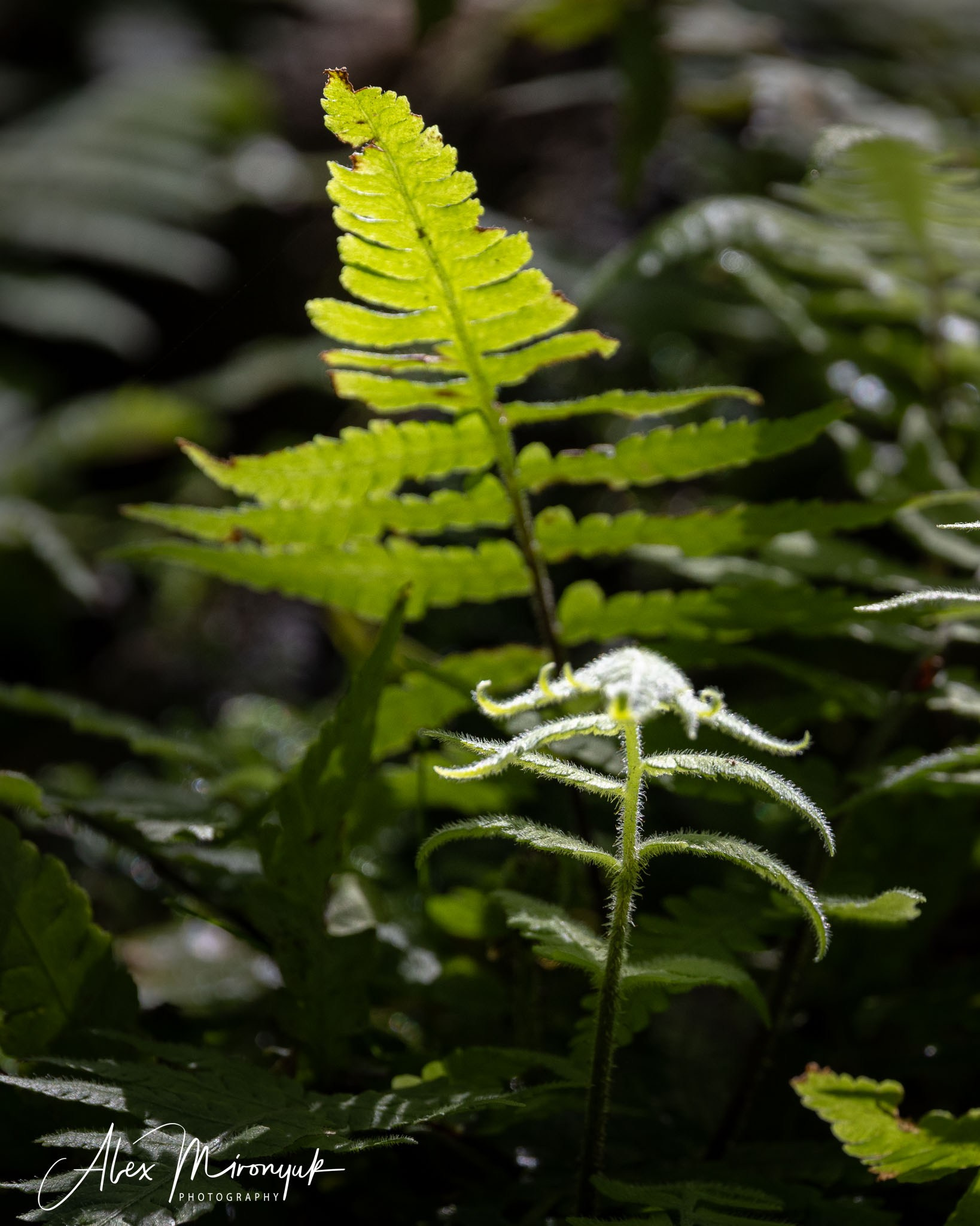 Madeira And Azores. Pet, Senior, Landscape, portrait studio, photographer in Miami and Sou