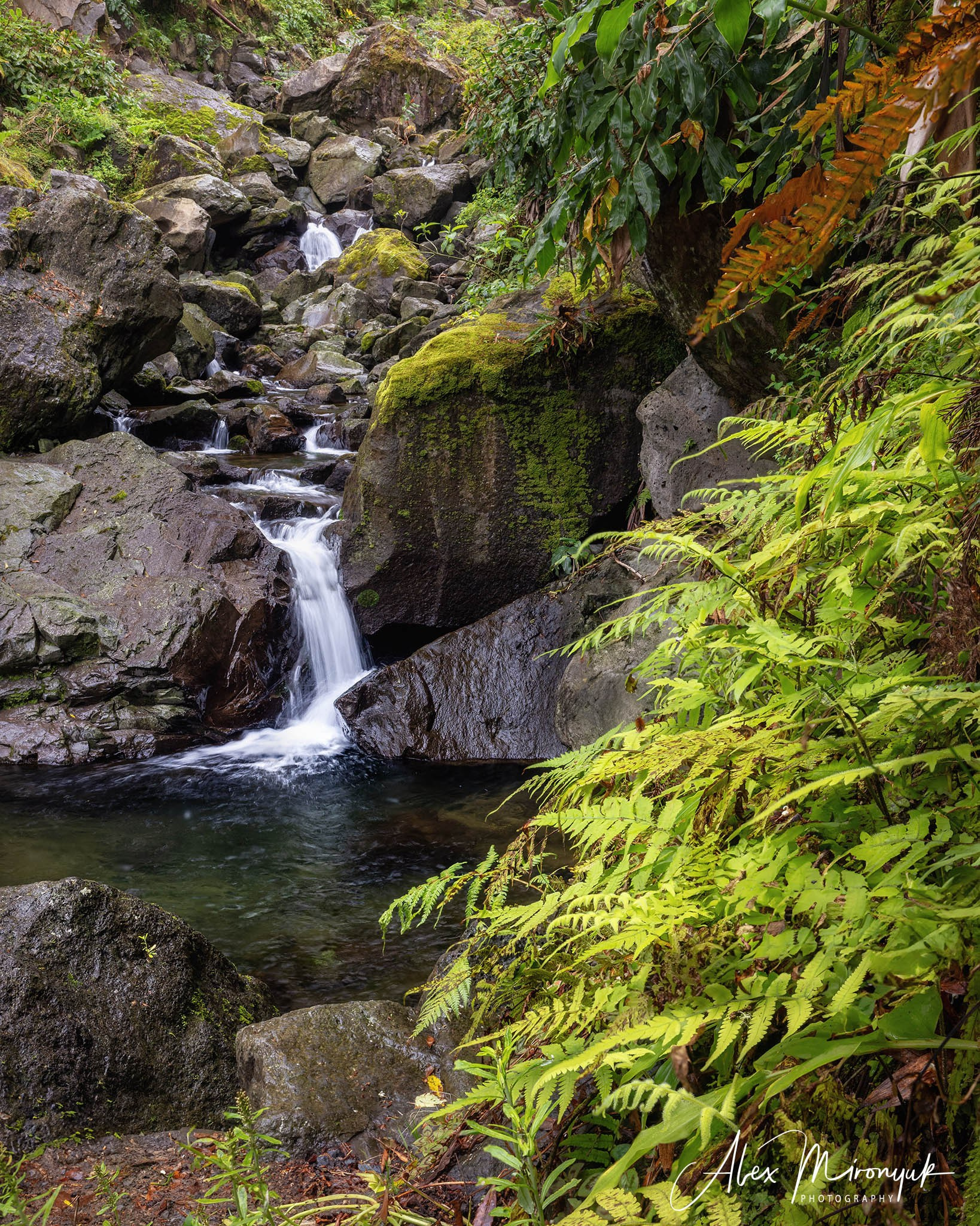 Madeira And Azores. Pet, Senior, Landscape, portrait studio, photographer in Miami and Sou