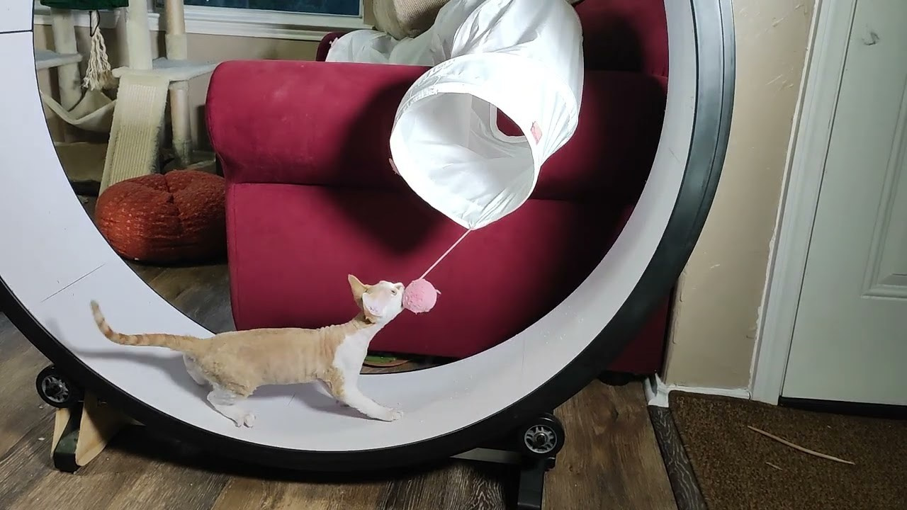 Bonnie, Boy, born on 29.07.23, SOLD. Devon Rex Pixie Cattery