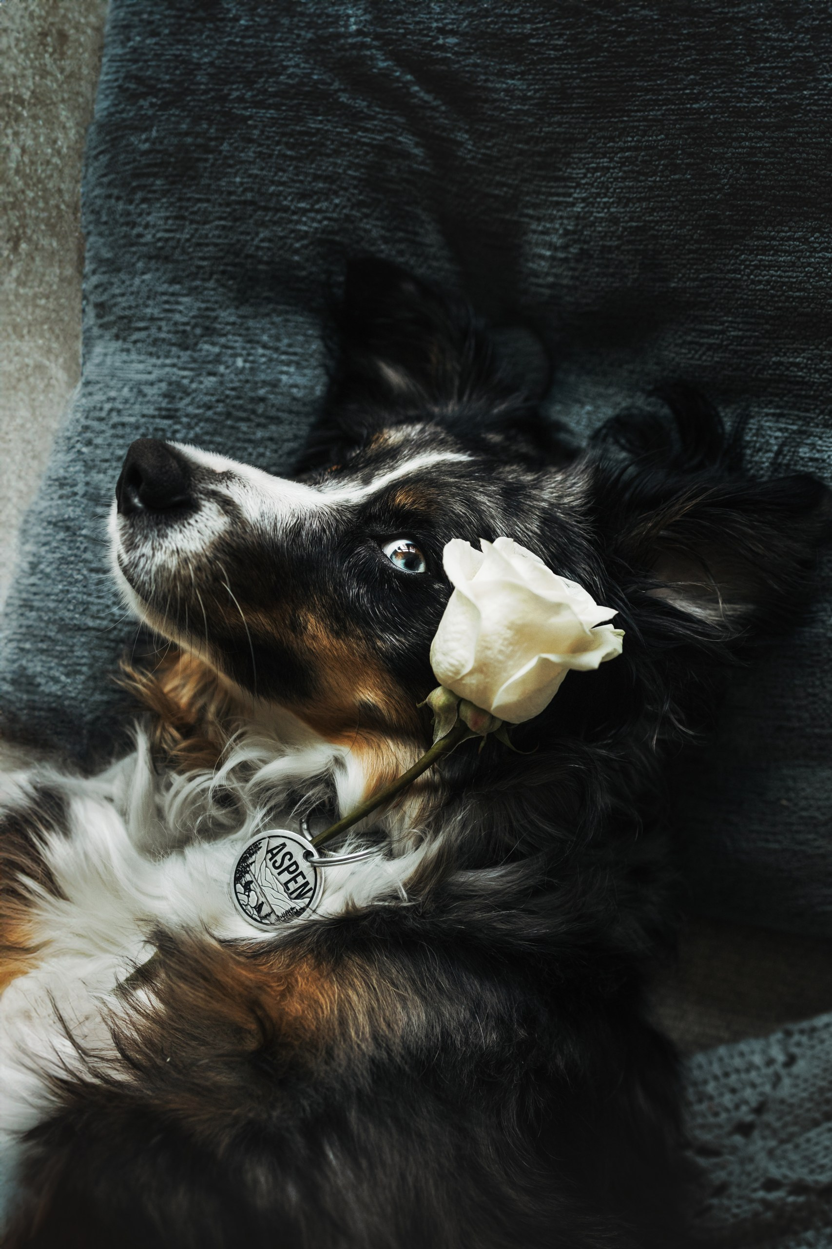 Pet Photographer Viktoriya Aleshenko