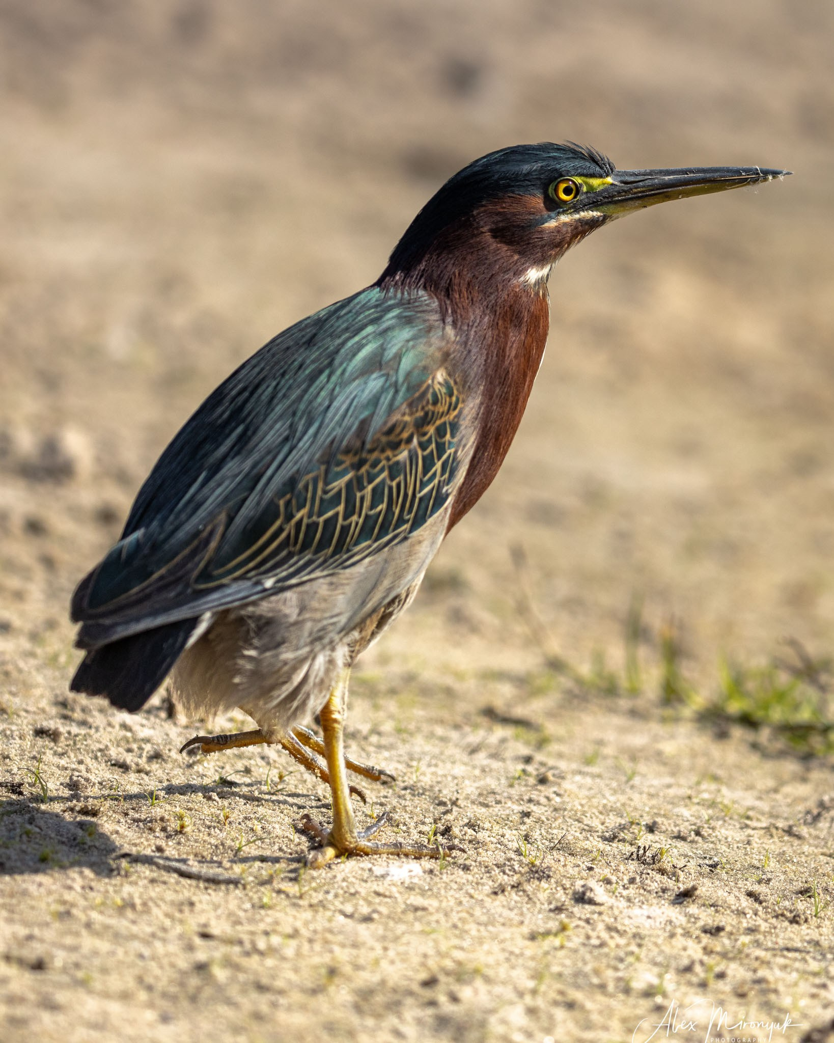 Exploring True Florida: Springs, Rivers & Manatees by Canoe. Pet, Senior, Landscape, portrait studio, photographer in Miami and Sou