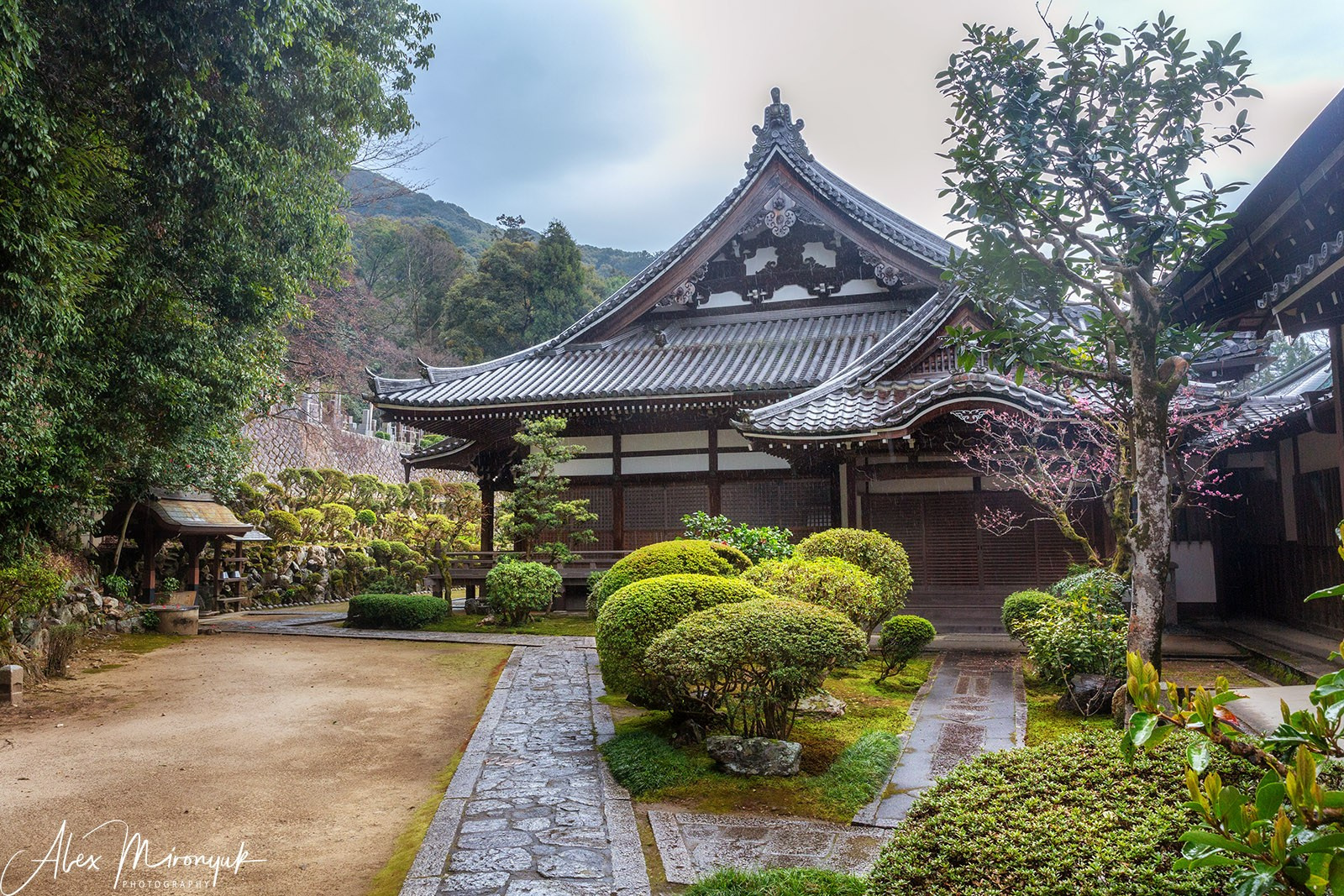 Hanami Season in Japan. Pet, Senior, Landscape, portrait studio, photographer in Miami and Sou