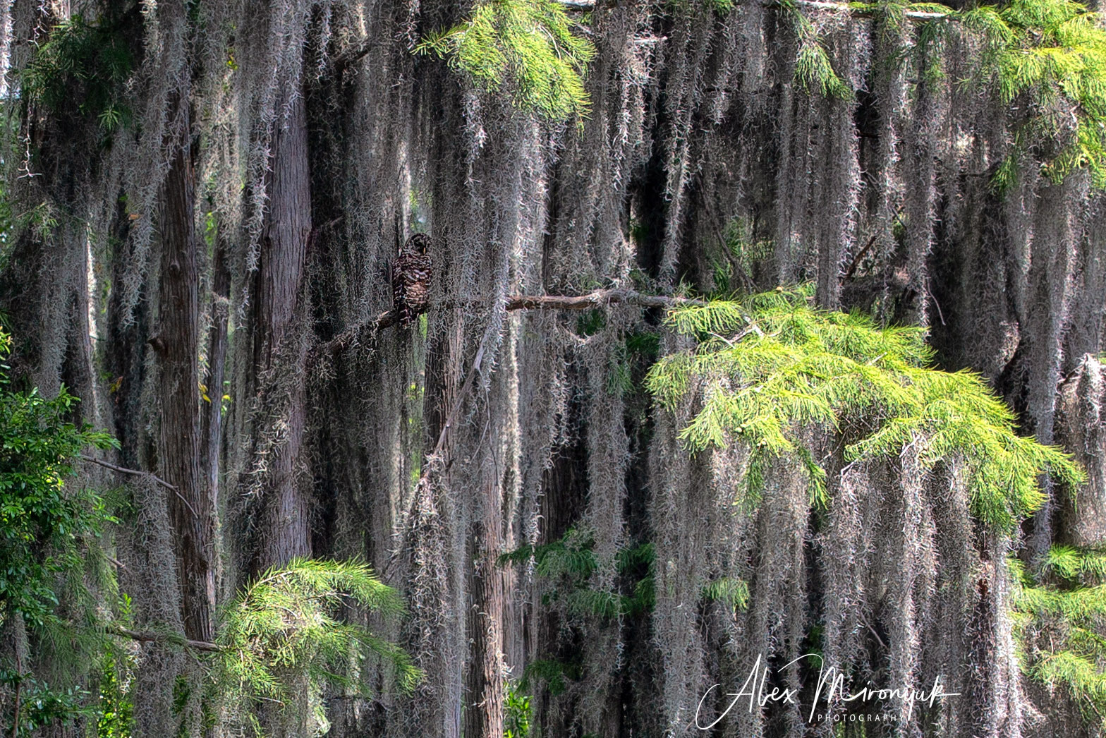 Cypresses, Springs, Birds and Alligators. Pet, Senior, Landscape, portrait studio, photographer in Miami and Sou