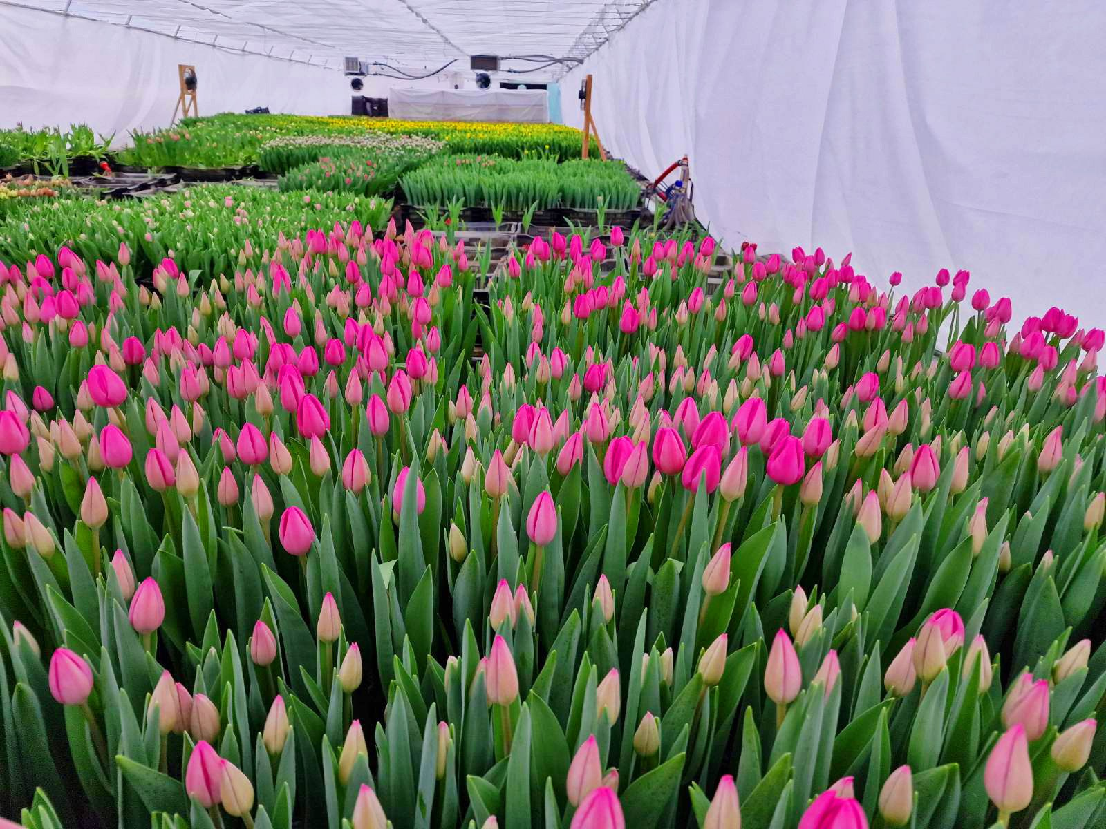 Послуги. Greenhousekorosten