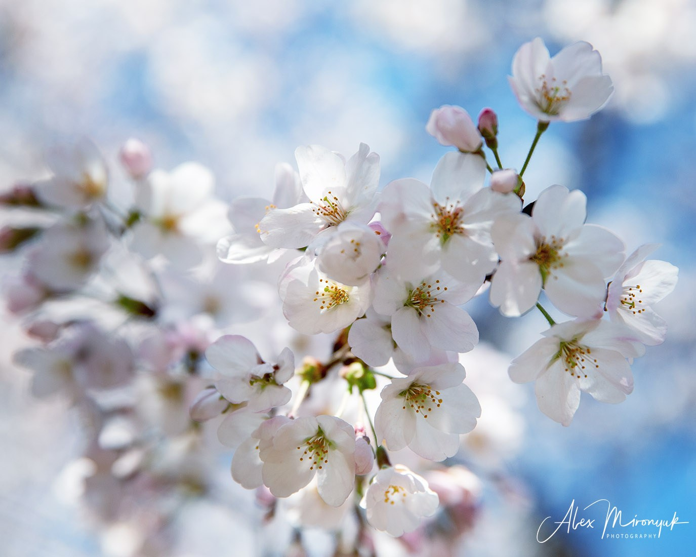 Hanami Season in Japan. Pet, Senior, Landscape, portrait studio, photographer in Miami and Sou