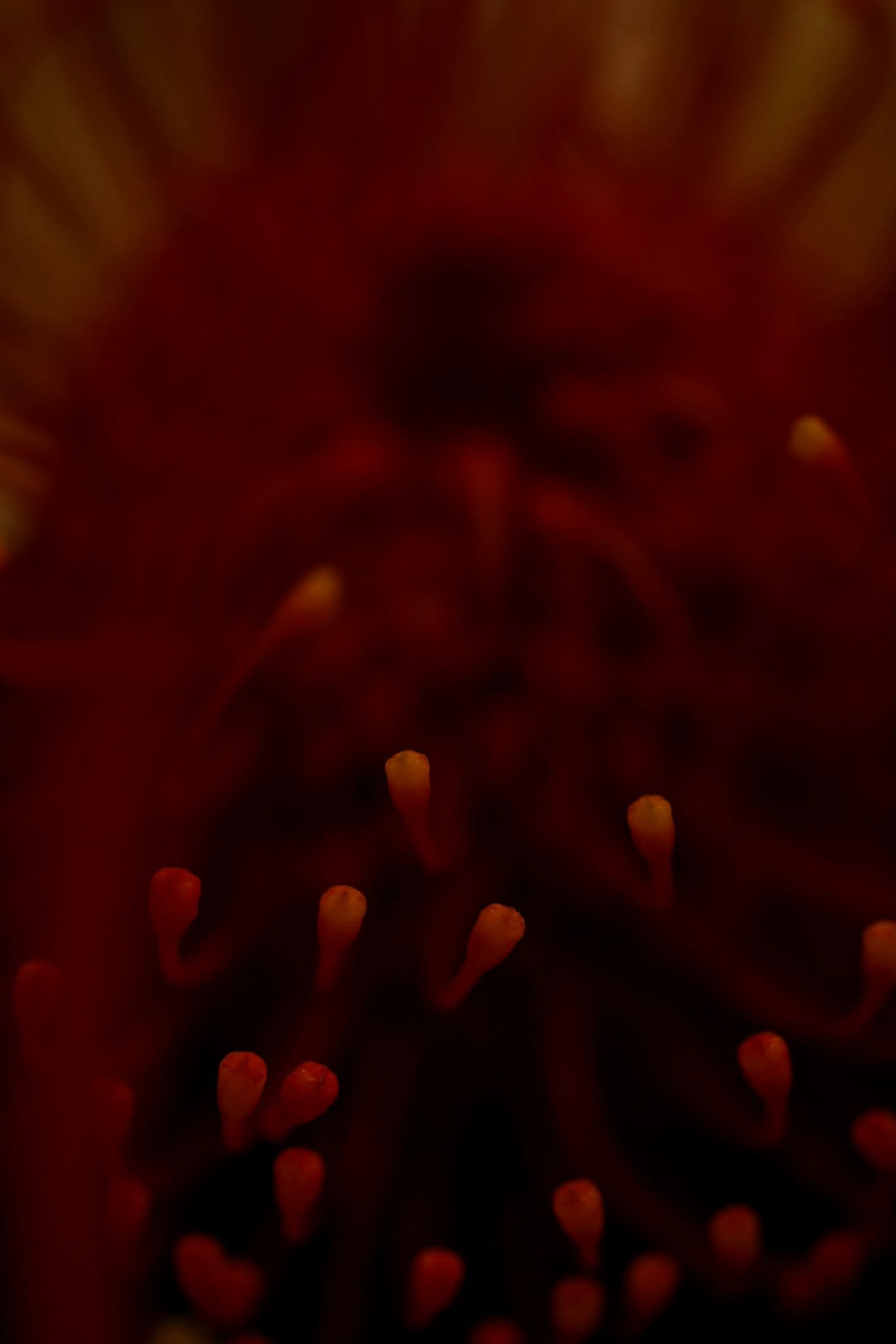 CAFE DEL PHOTO #96 «На грани». Școala de fotografie lui Roman Ribaliov. Orașul Chișinău, Moldova