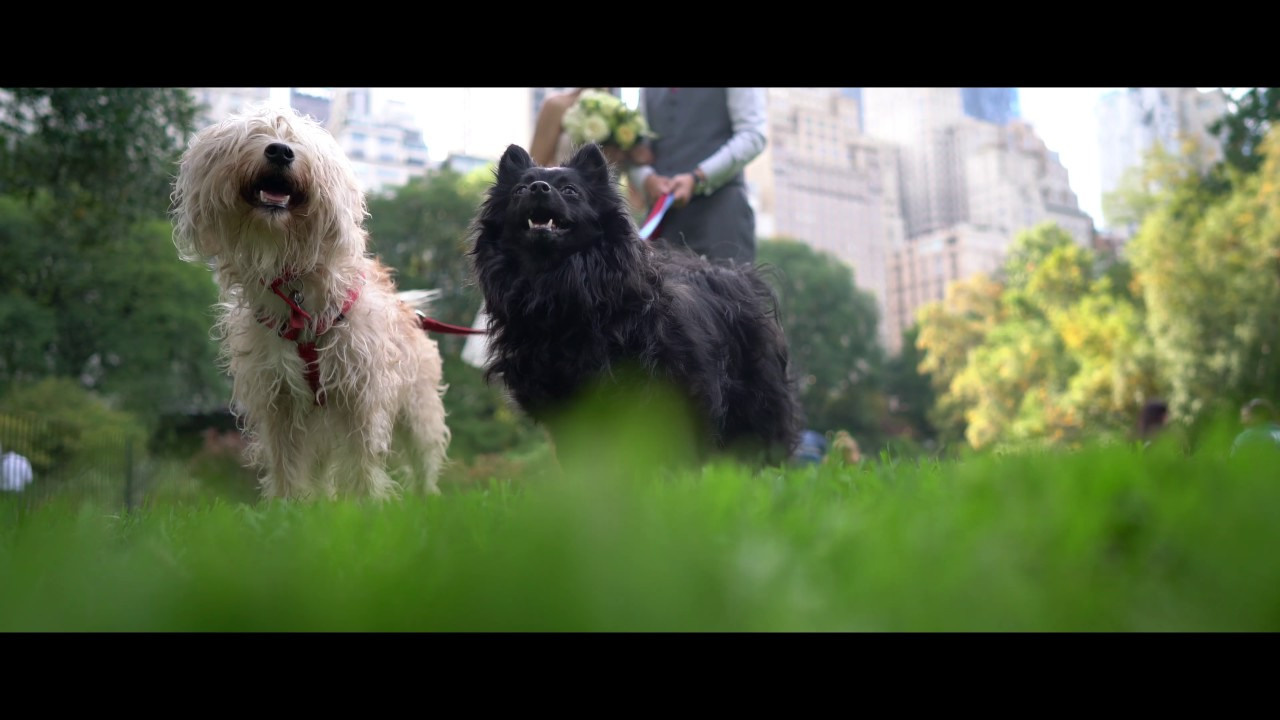 Coco and Shengzhe – October 17th, 2016. Emin Kuliyev — Award-Winning Wedding Photojournalist NYC & USA | Best Wedding Photographer Known for Candid, Timeless Moments