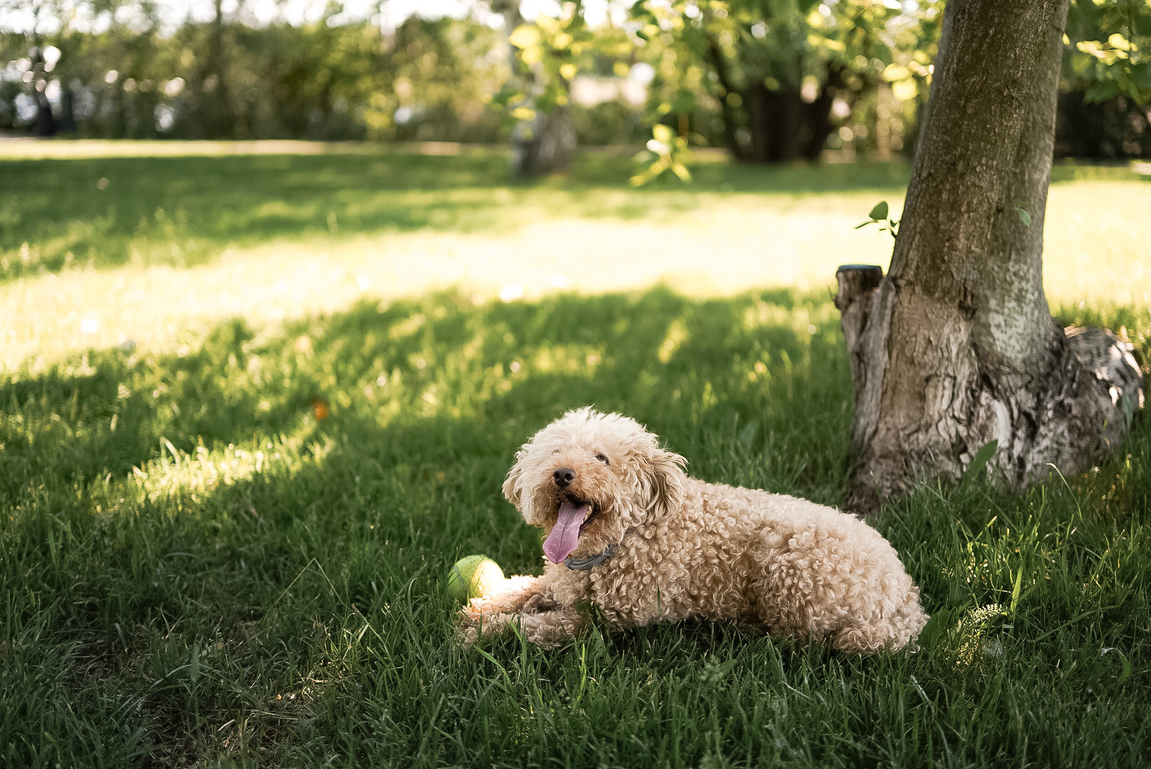 Александр и Полина. Orange County Wedding Photographer & Videographer | Candid & Timeless Wedding Photo + Video | Italiantsev