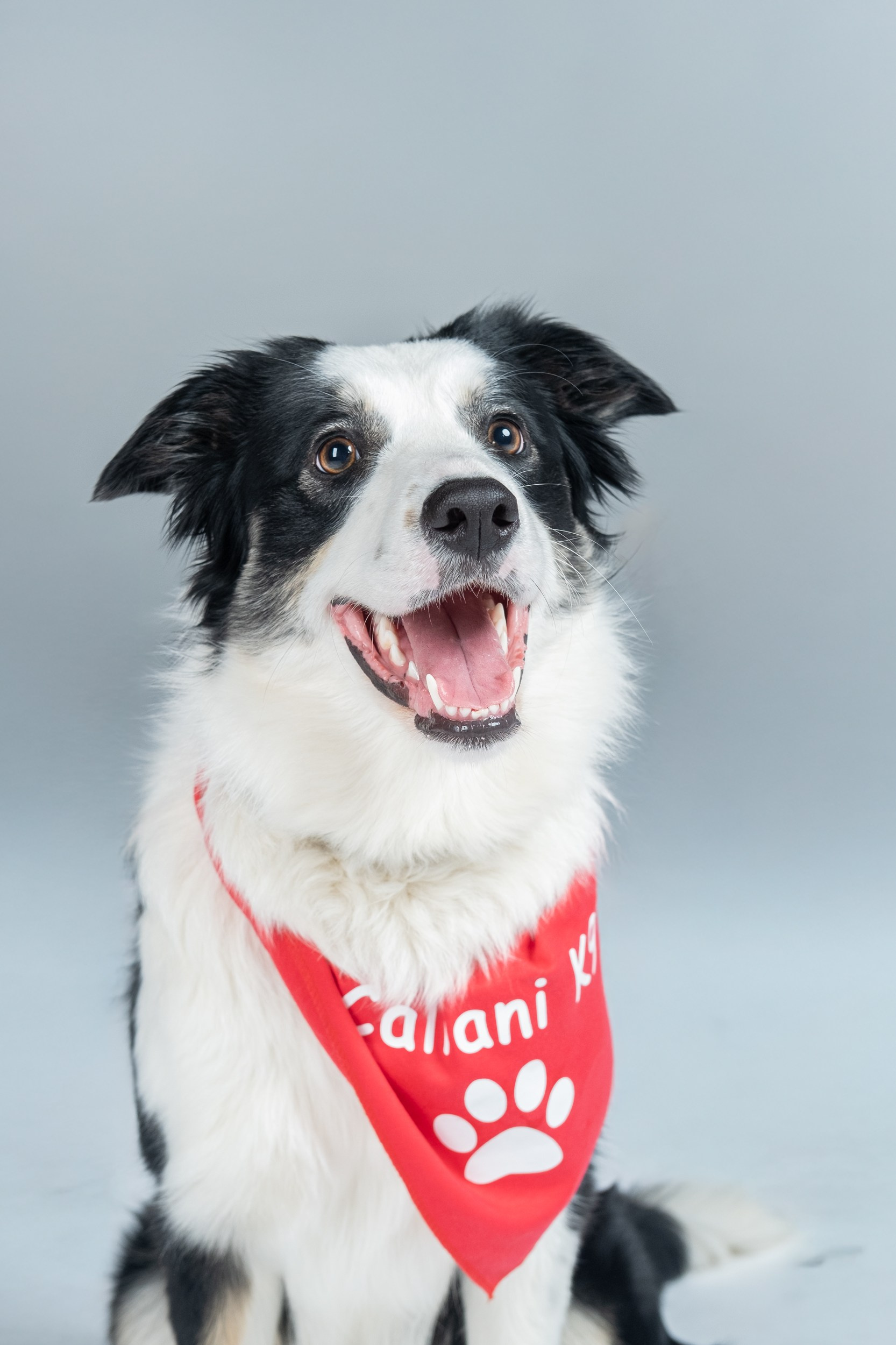 Sesión Corporativa Caliani K9. Fotos con huella, fotografía de perros y mascotas en Sevilla