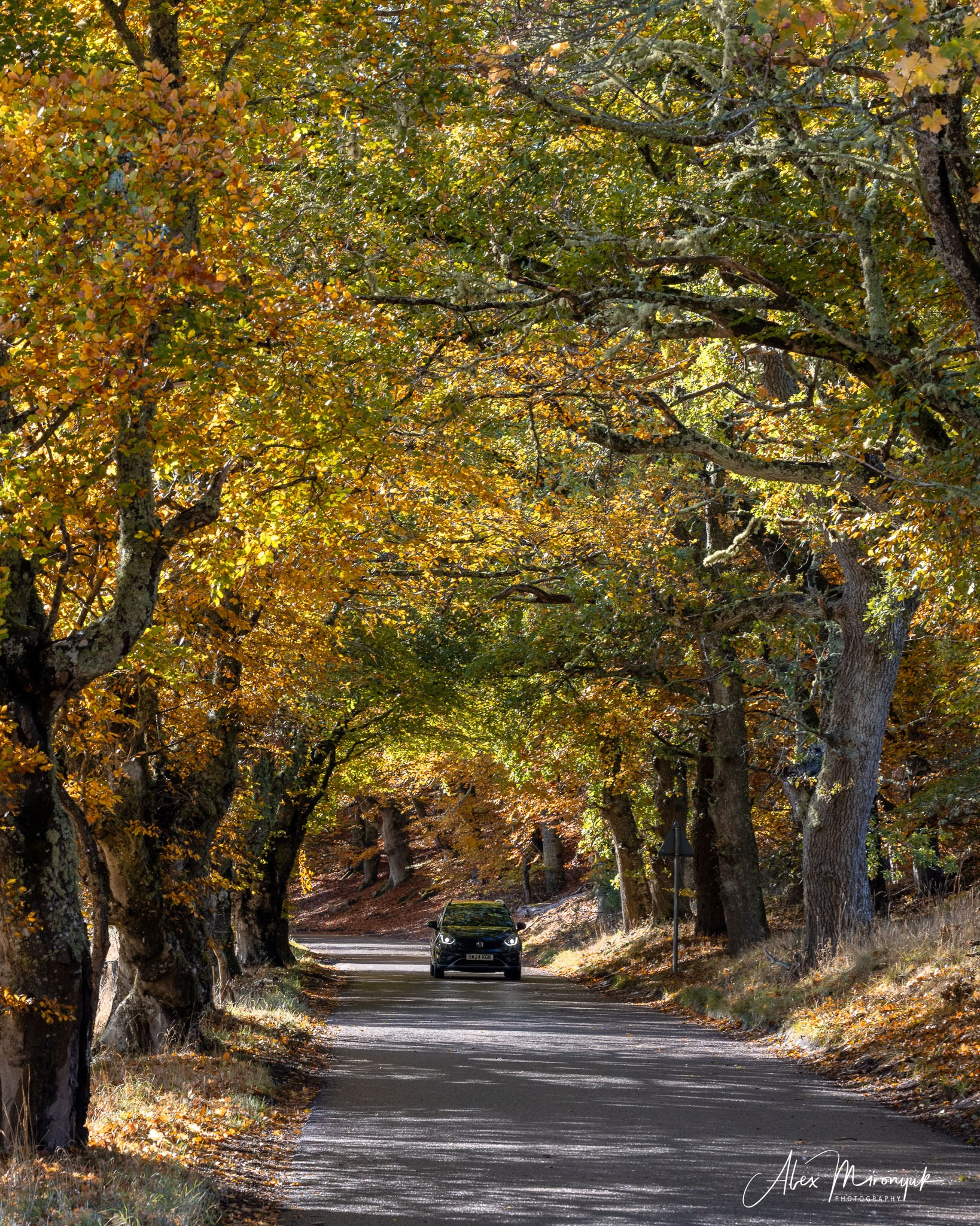 Scotland’s Highlands. Pet, Senior, Landscape, portrait studio, photographer in Miami and Sou