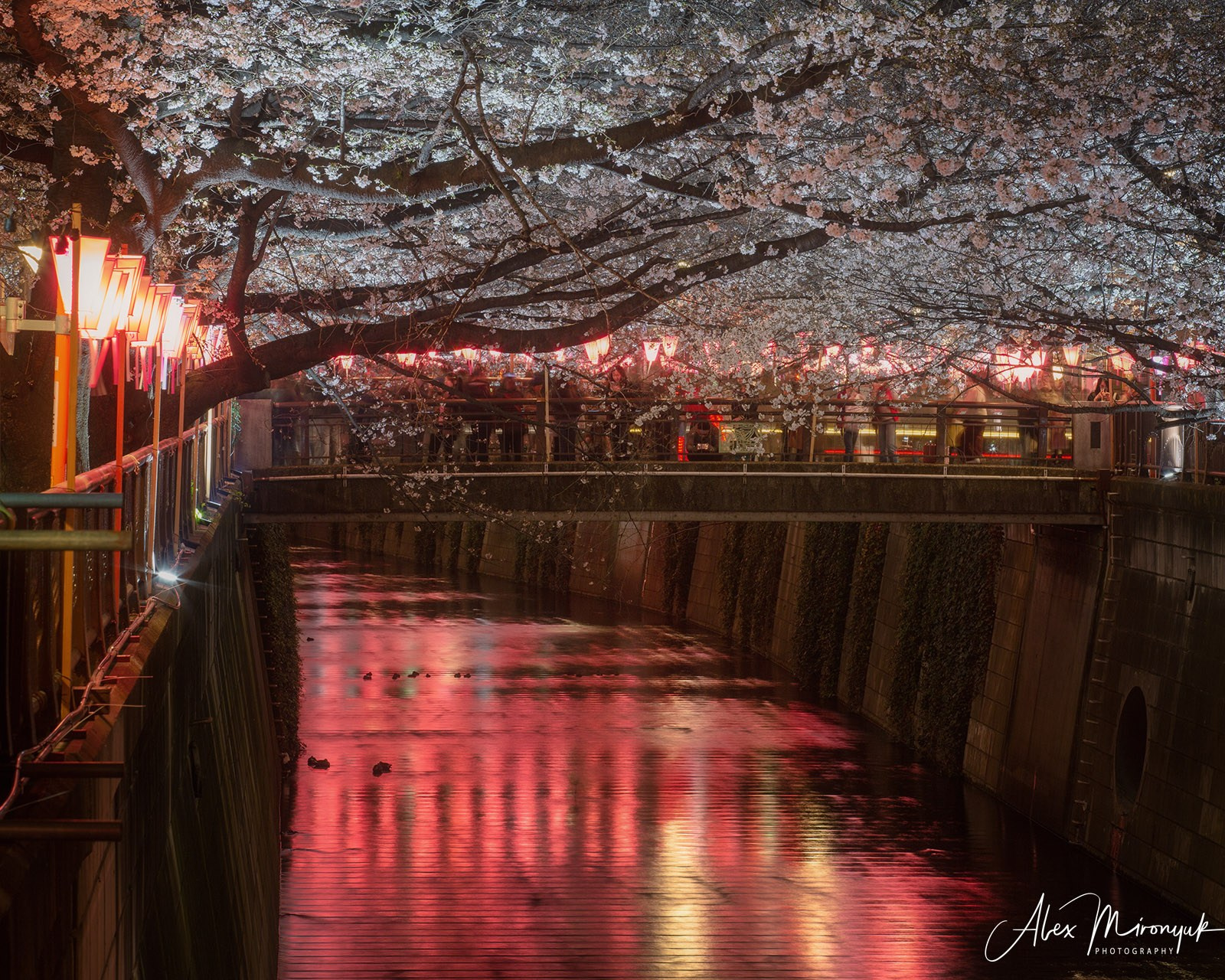 Hanami Season in Japan. Pet, Senior, Landscape, portrait studio, photographer in Miami and Sou