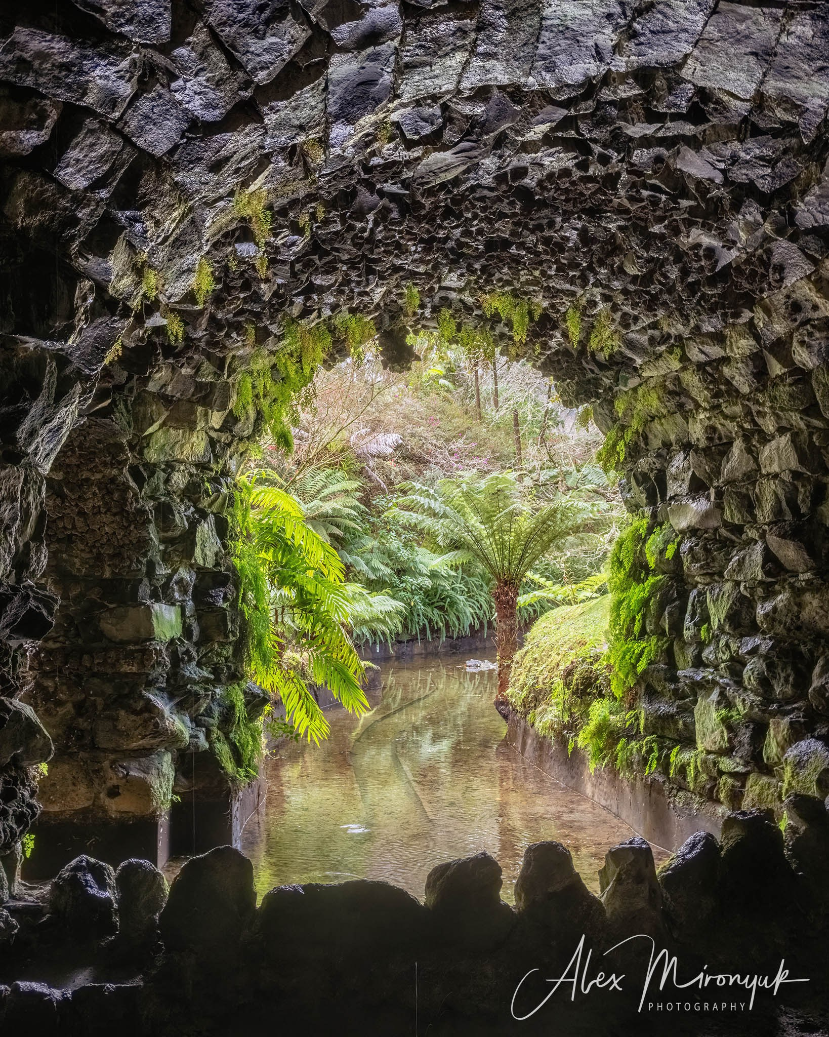 Madeira And Azores. Pet, Senior, Landscape, portrait studio, photographer in Miami and Sou