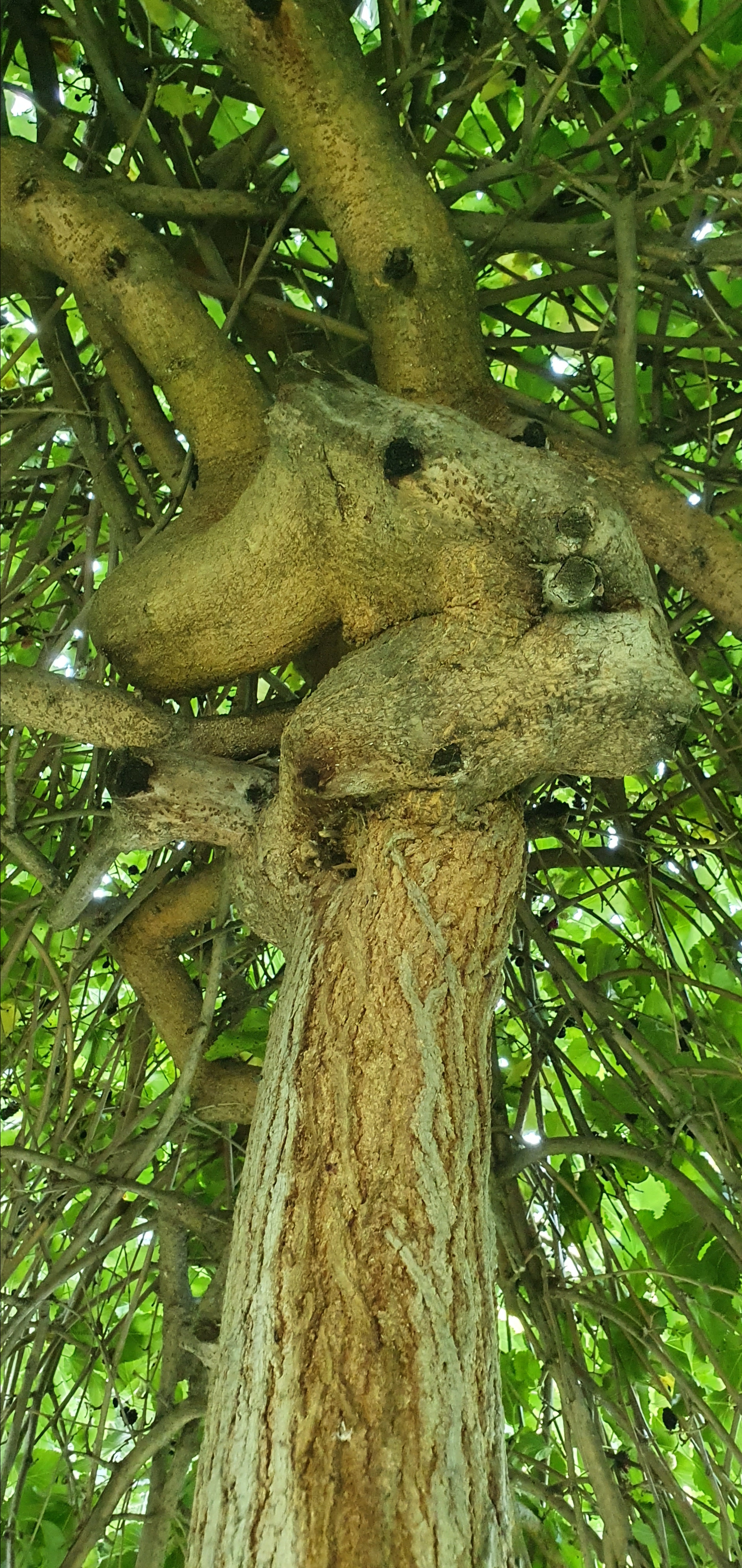 Abstractions and shadow. Consultation on printing in various magazines, illustrations for books