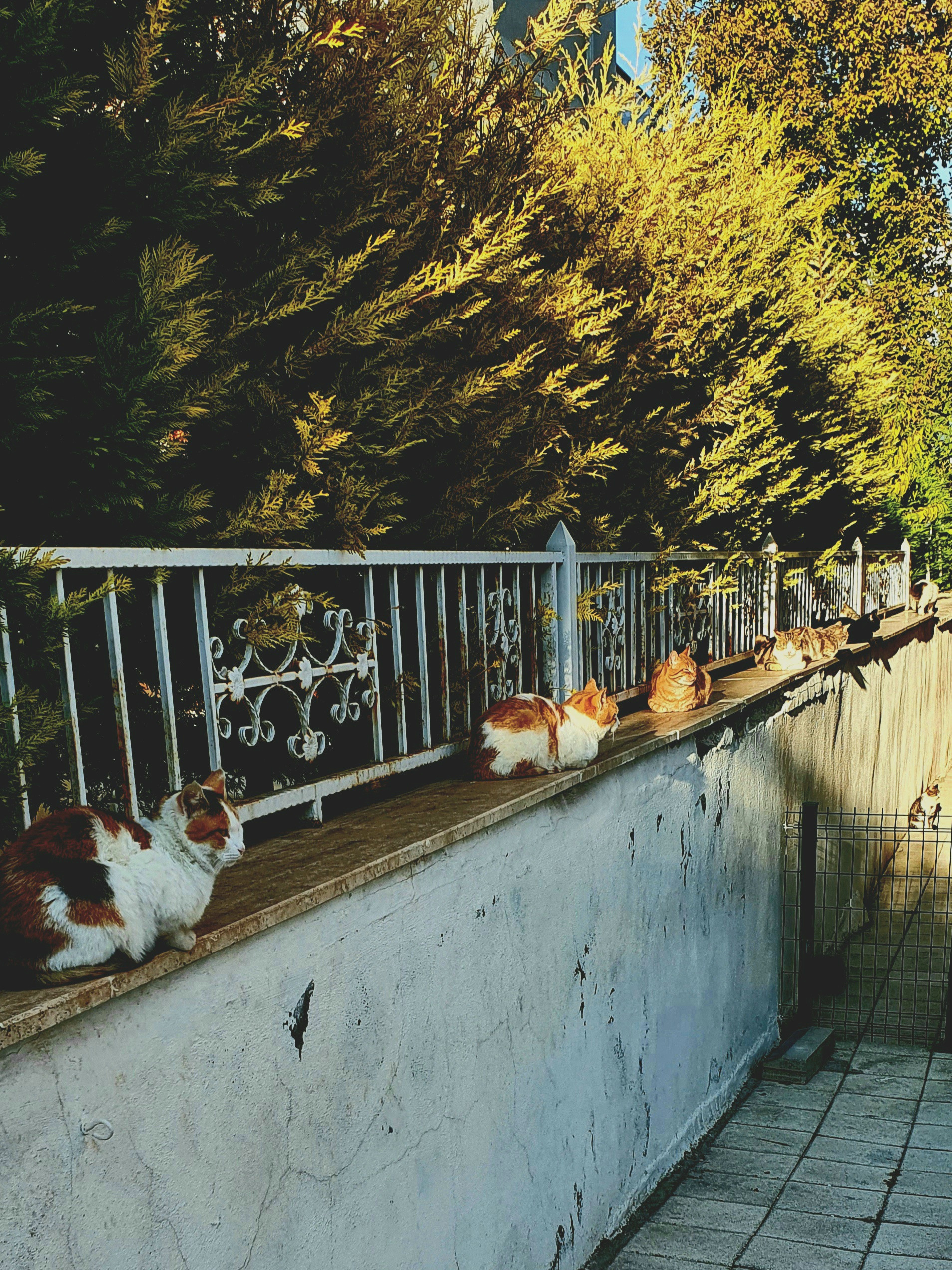 Street фото. Consultation on printing in various magazines, illustrations for books