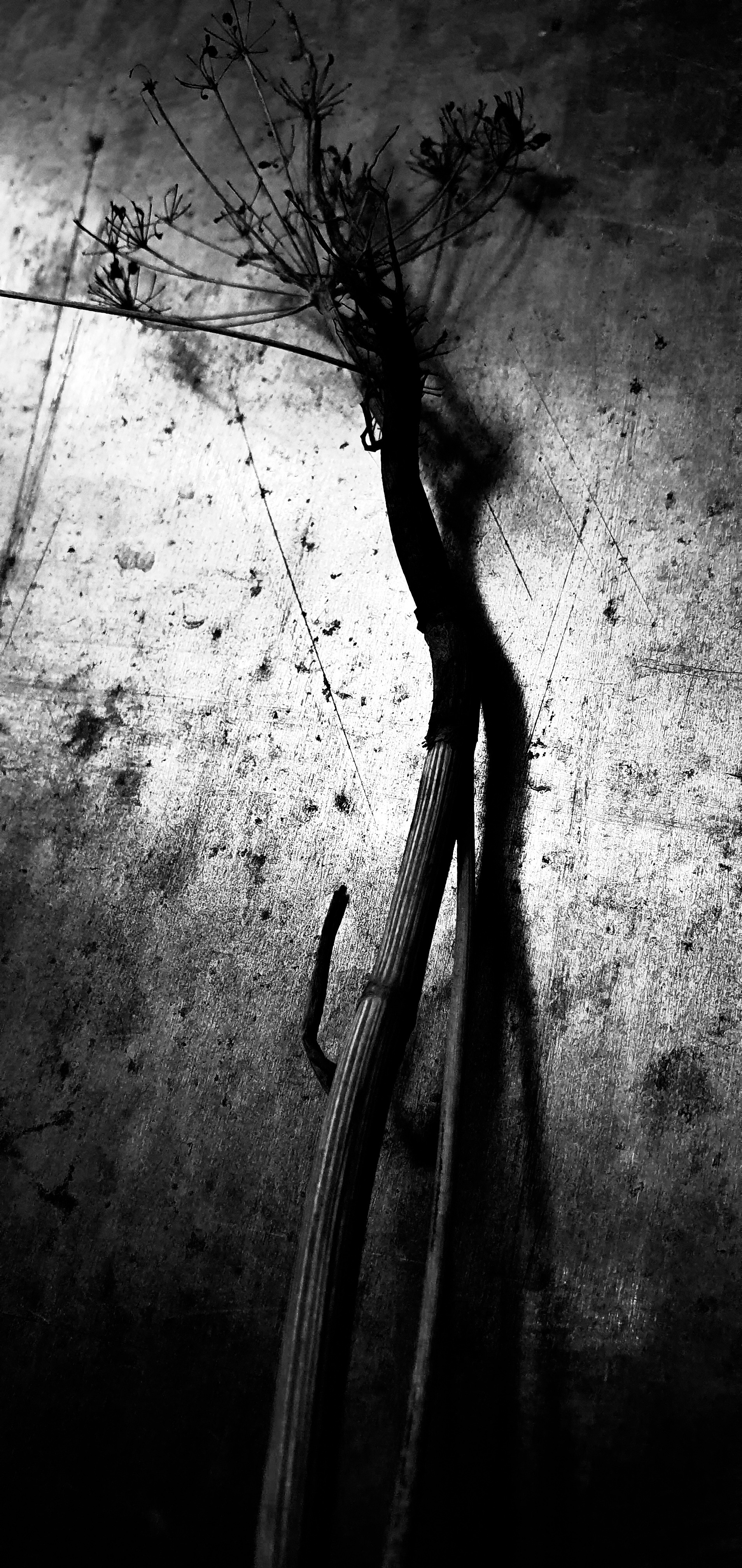 Abstractions and shadow. Consultation on printing in various magazines, illustrations for books