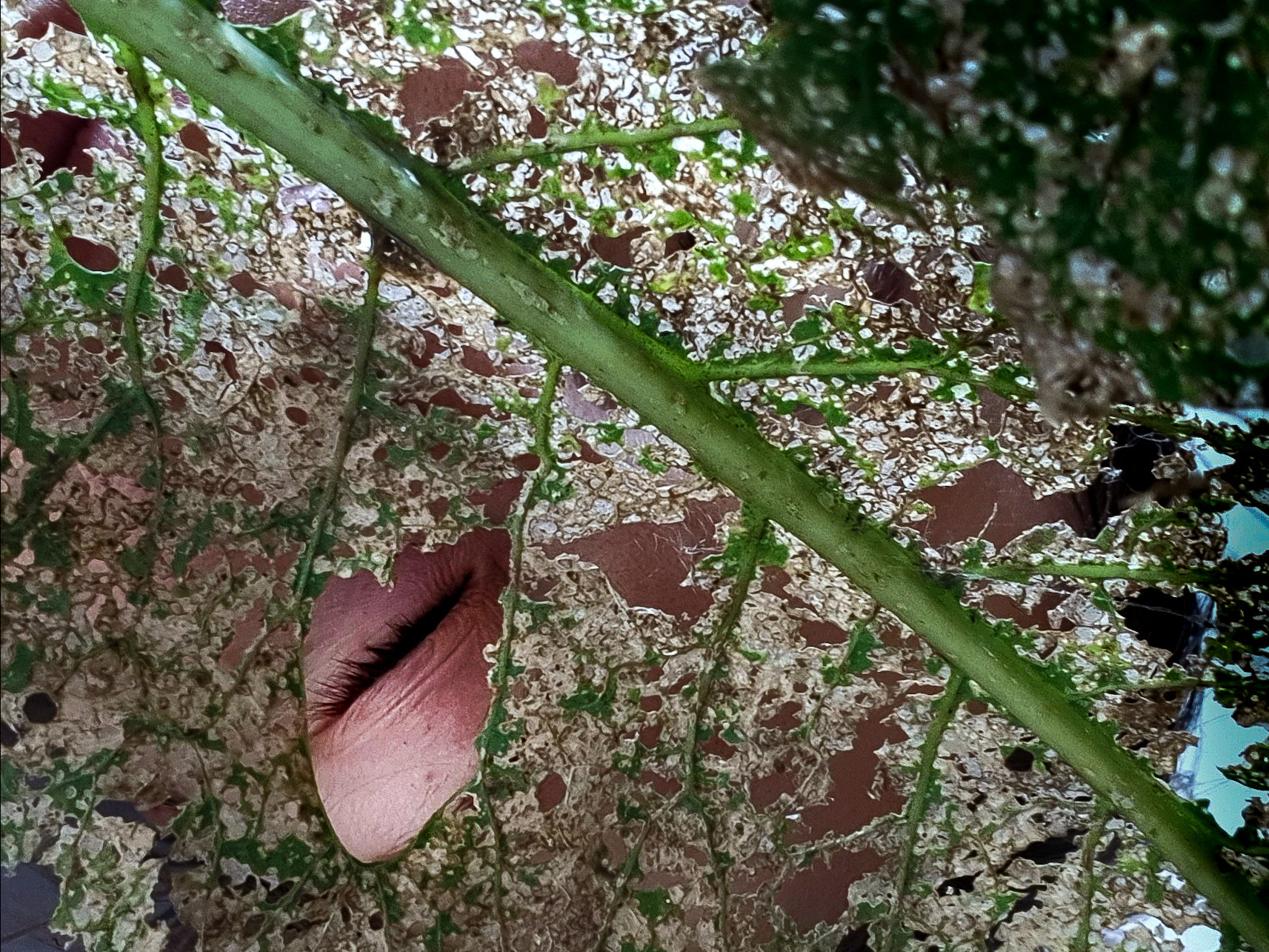 Abstractions and shadow. Consultation on printing in various magazines, illustrations for books