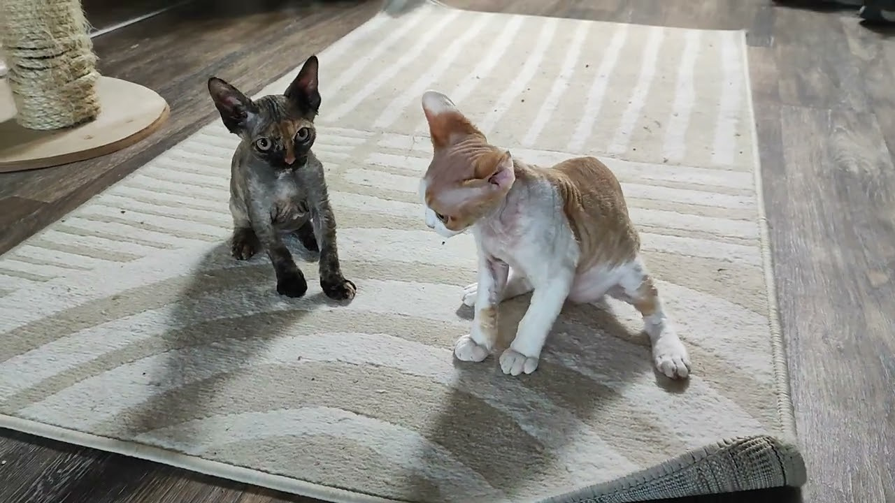 Basma, Girl, born on 29.07.23, SOLD. Devon Rex Pixie Cattery