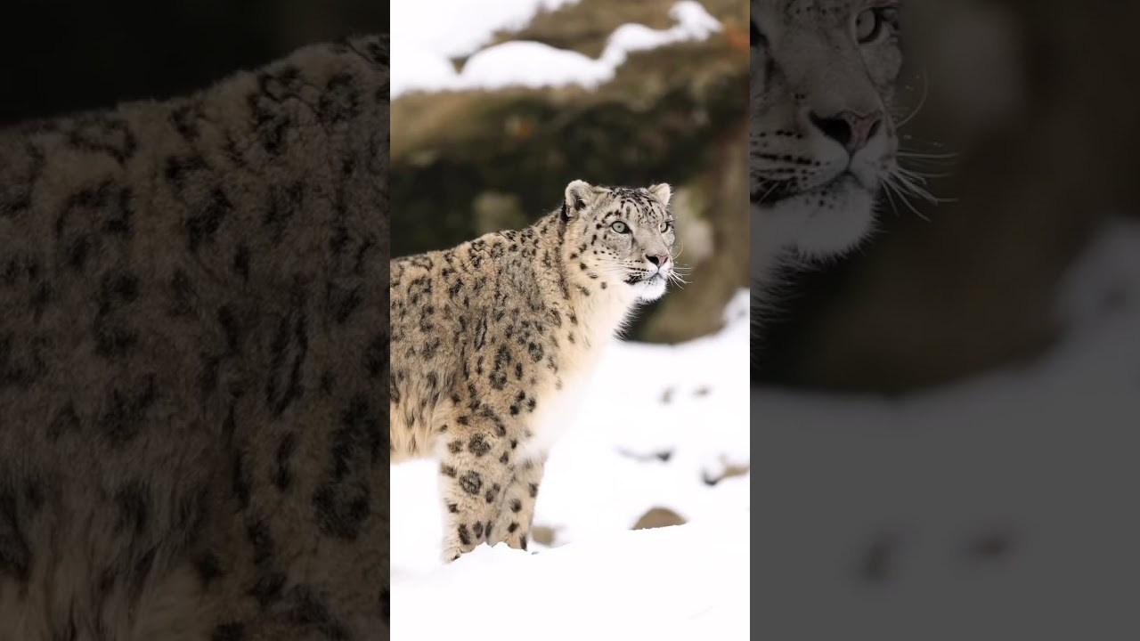 Video. Noam Paradise Photographer