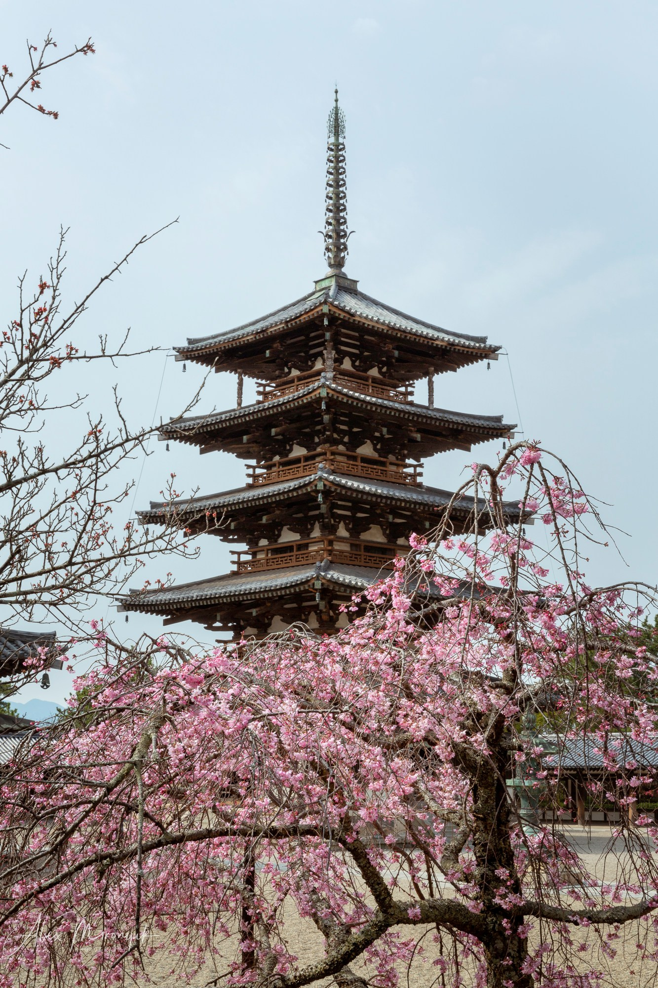 Hanami Season in Japan. Pet, Senior, Landscape, portrait studio, photographer in Miami and Sou