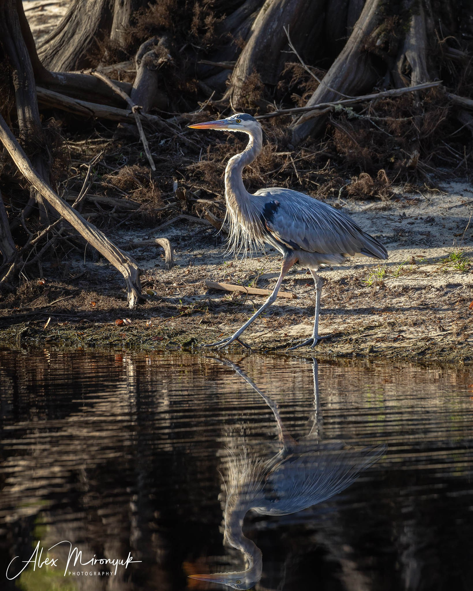 Exploring True Florida: Springs, Rivers & Manatees by Canoe. Pet, Senior, Landscape, portrait studio, photographer in Miami and Sou