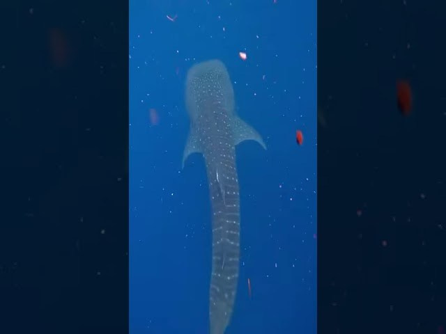 Фото Туры. Расписание туров длительностью 1 — 4 дня. Индивидуальный и парный фотограф на Бали — Bali Dream Photo