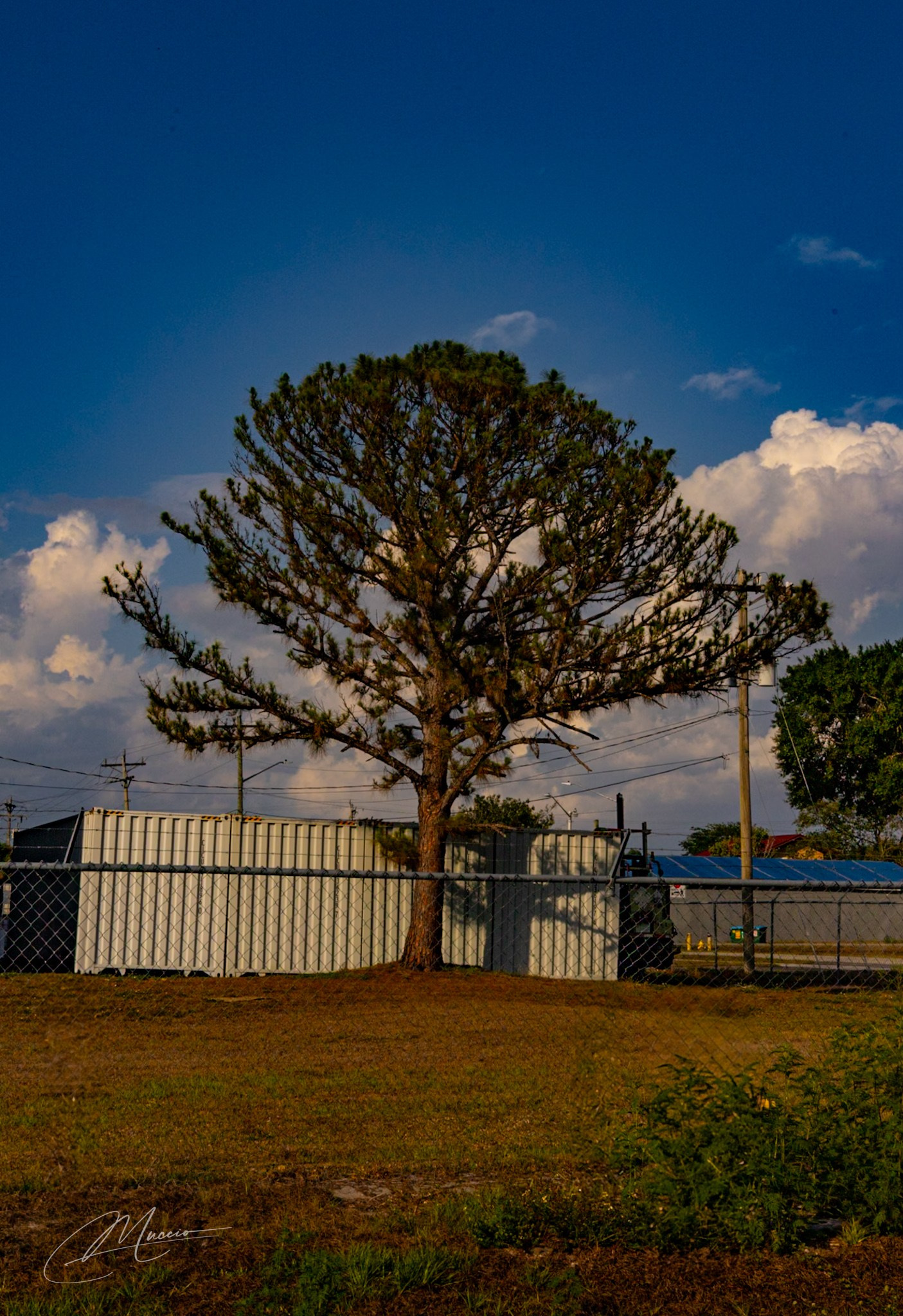 Americana — Immokolee. Out and About 239