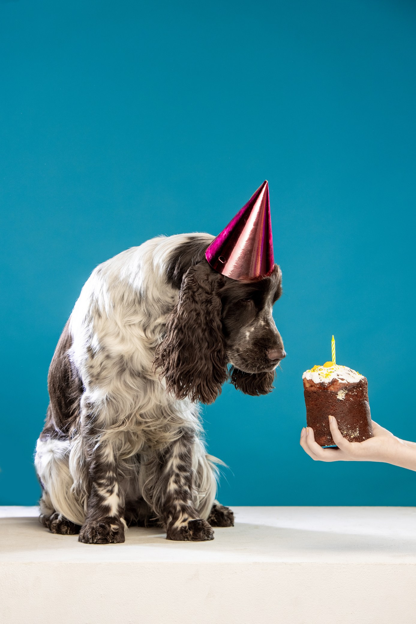 English Springer Spaniel female show dog international bloodlines