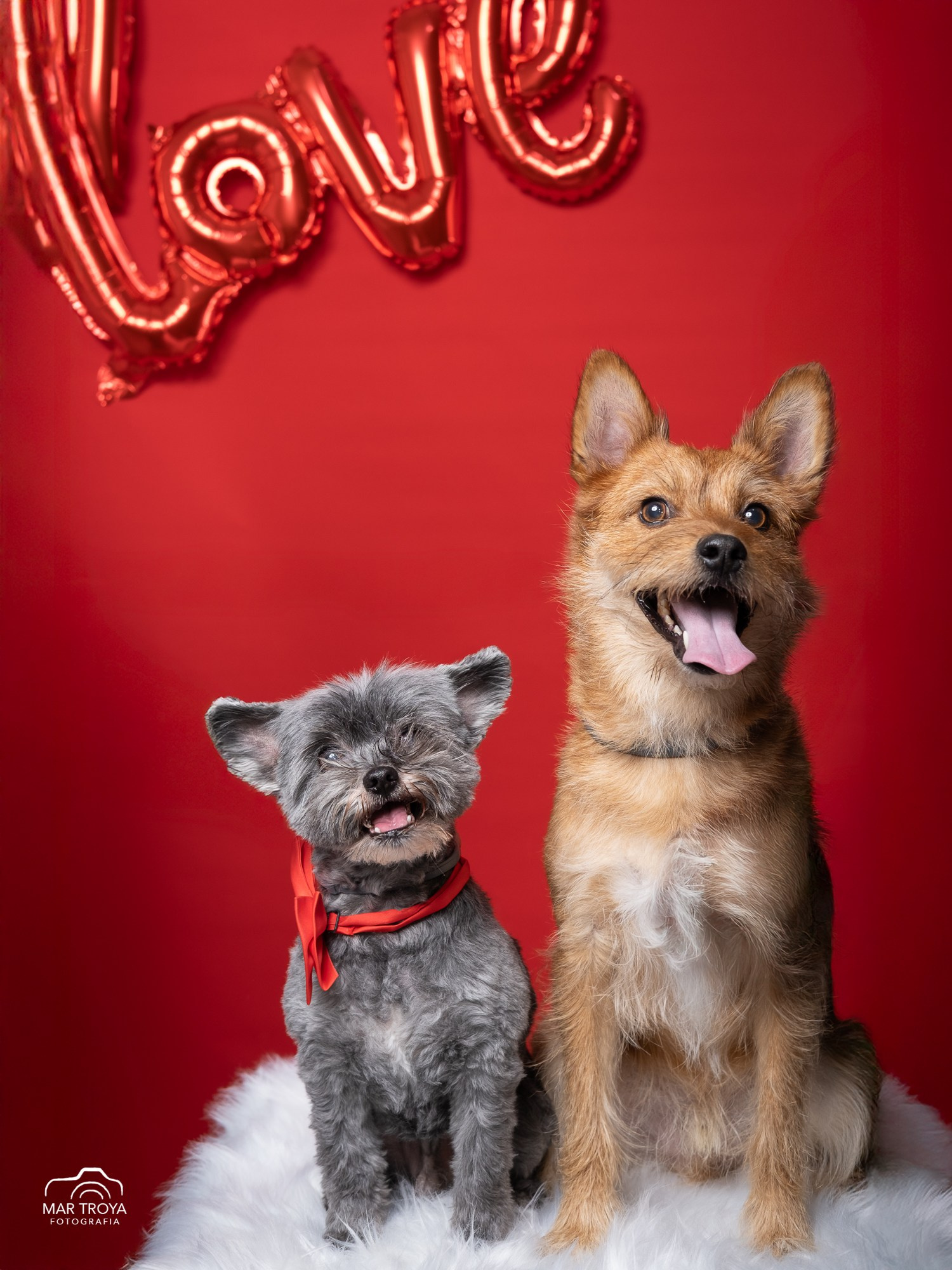COMUNIONES. Fotos con huella, fotografía de perros y mascotas en Sevilla