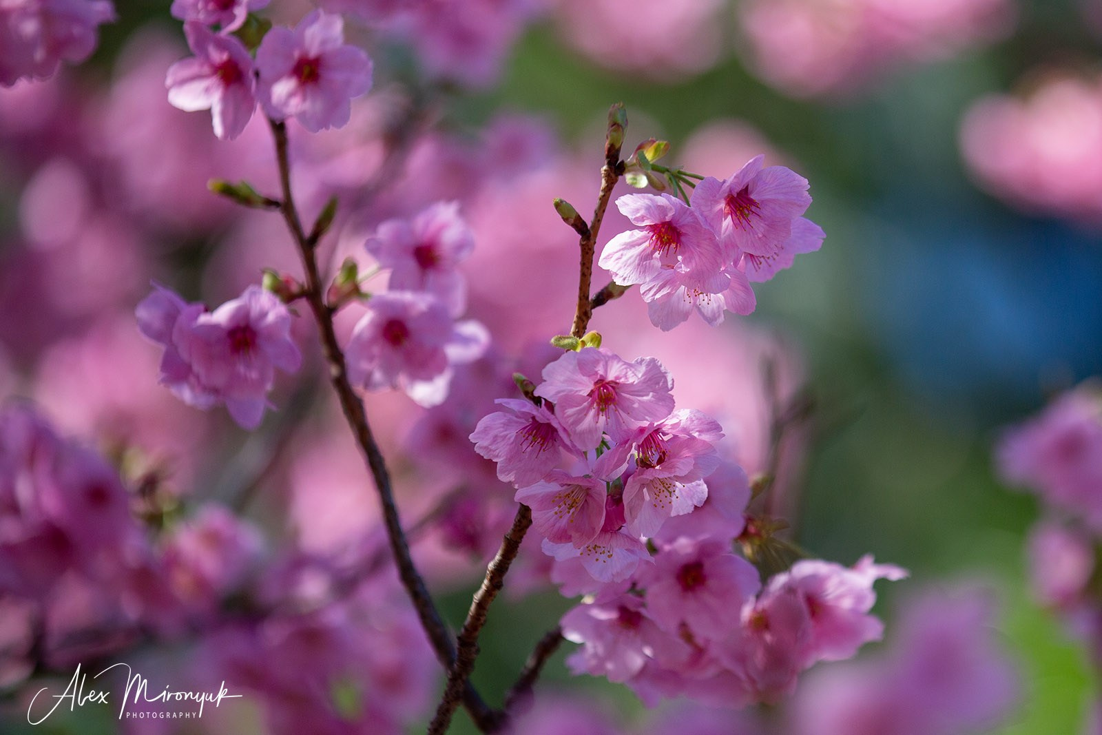 Hanami Season in Japan. Pet, Senior, Landscape, portrait studio, photographer in Miami and Sou